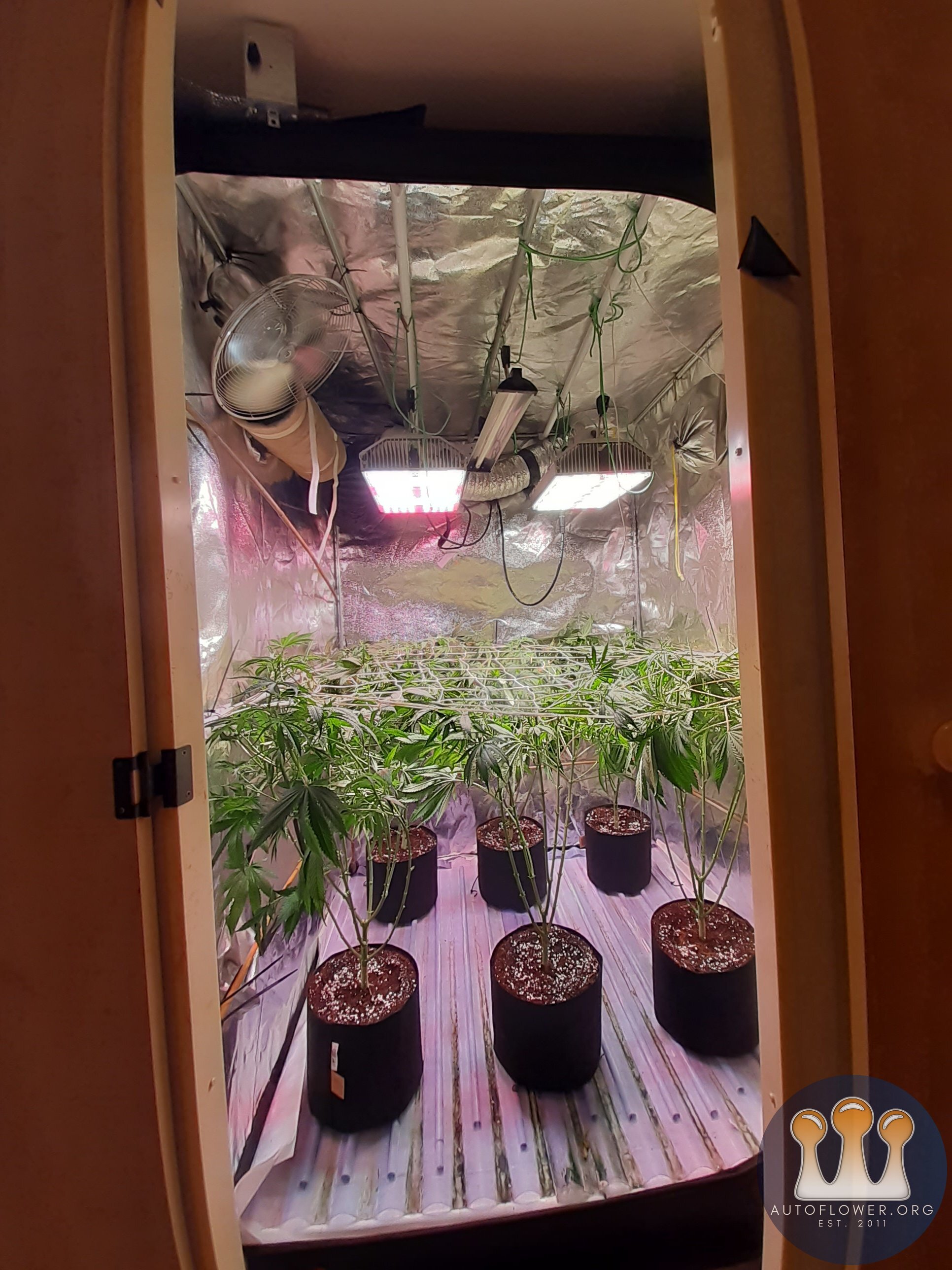 Strawberry chemdawg OG