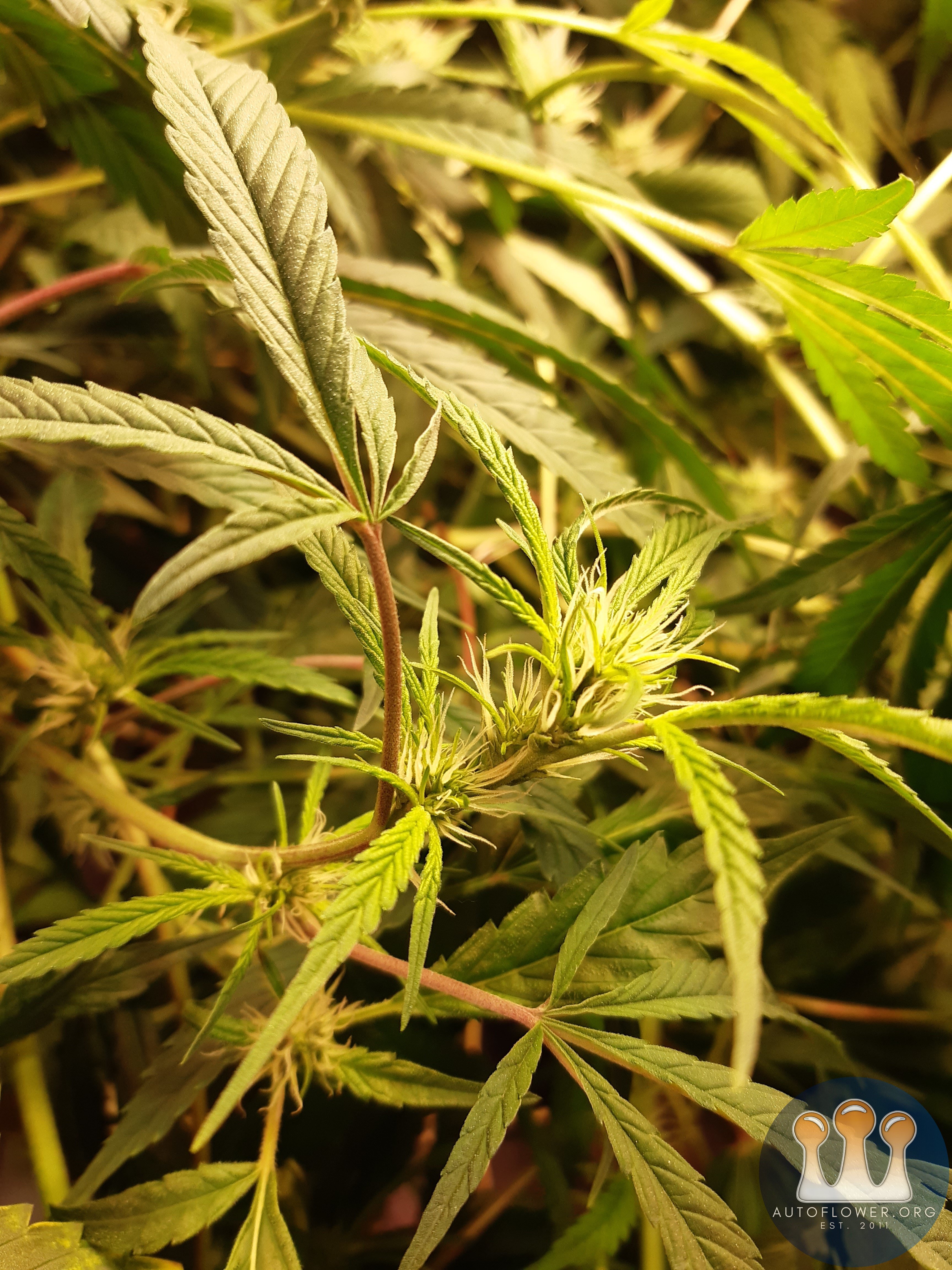 Strawberry chemdawg OG