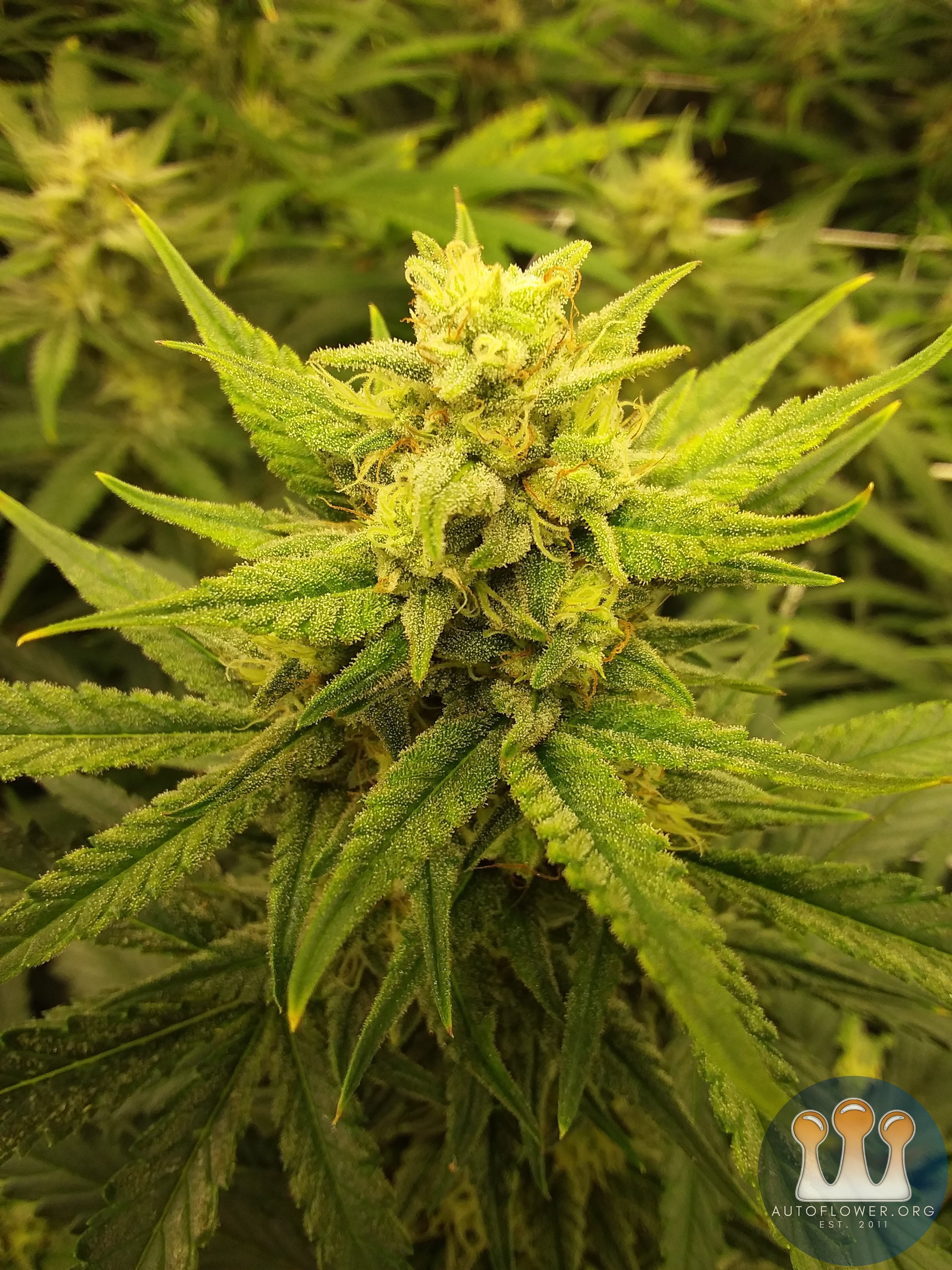 Strawberry pie fastbuds 8 weeks