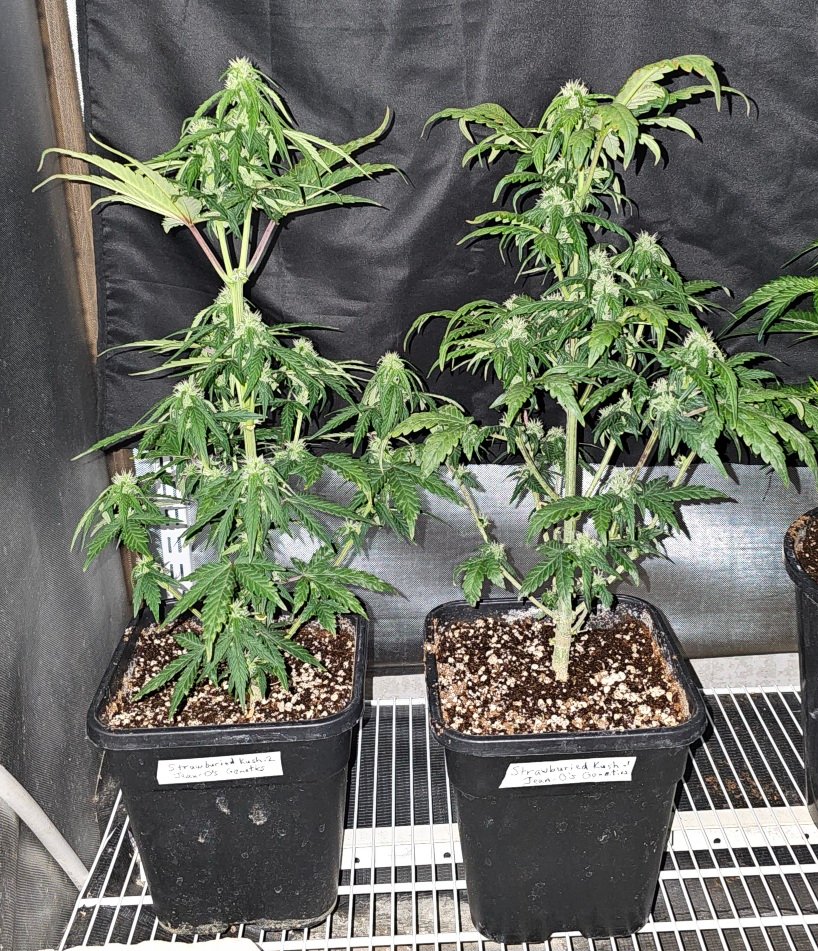 Strawburied-Kush_day42.jpg