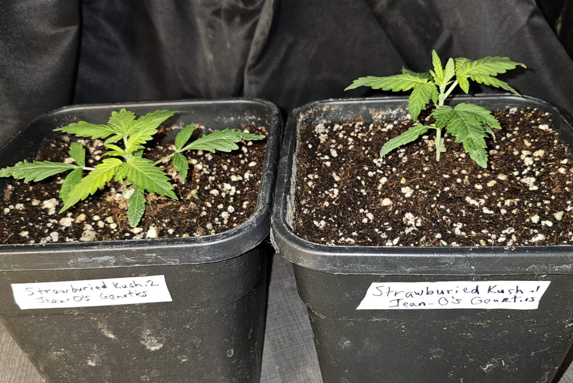 StrawburiedKush.1-2_day16.jpg