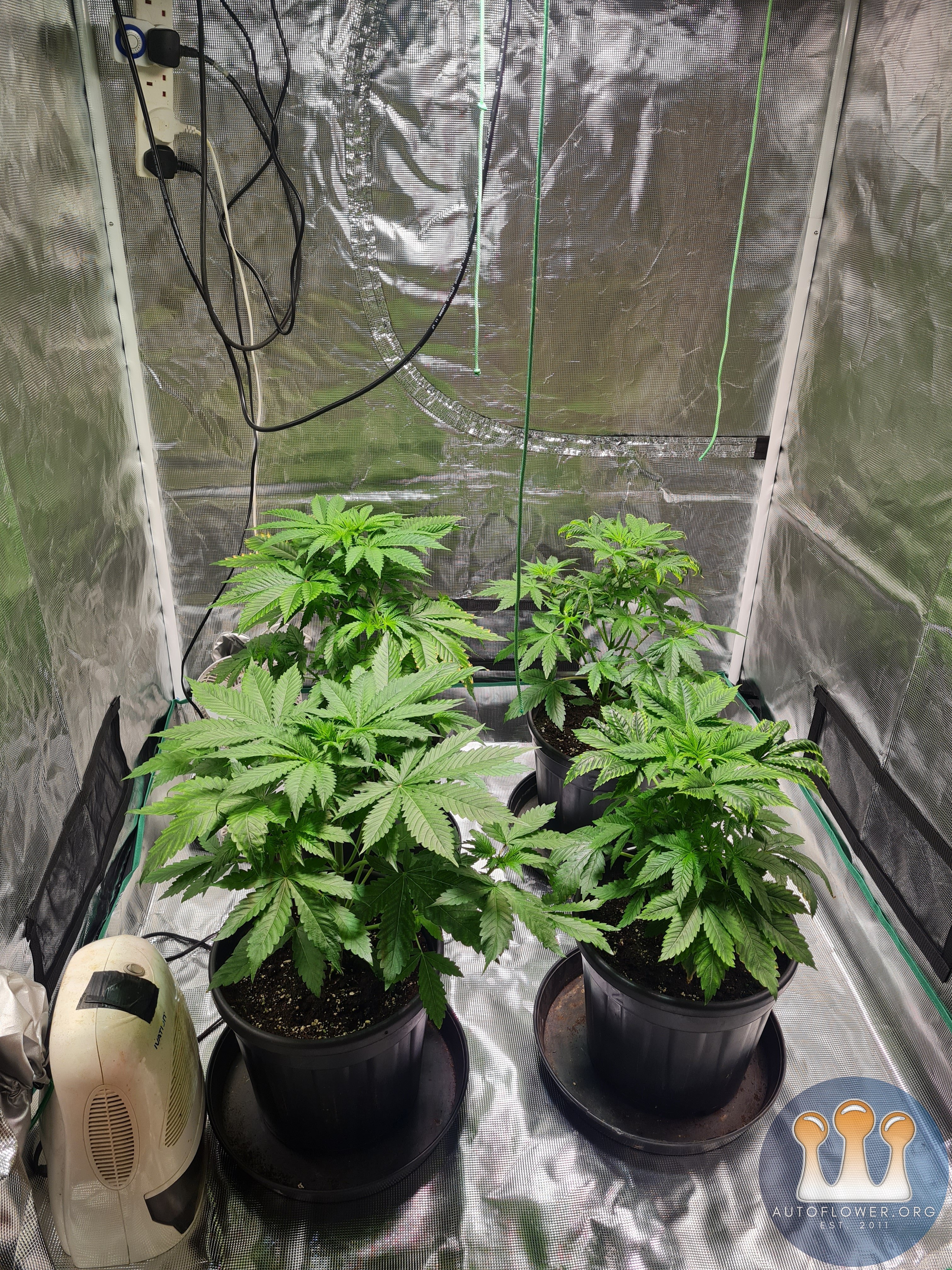 Sweet mandarin zkittles