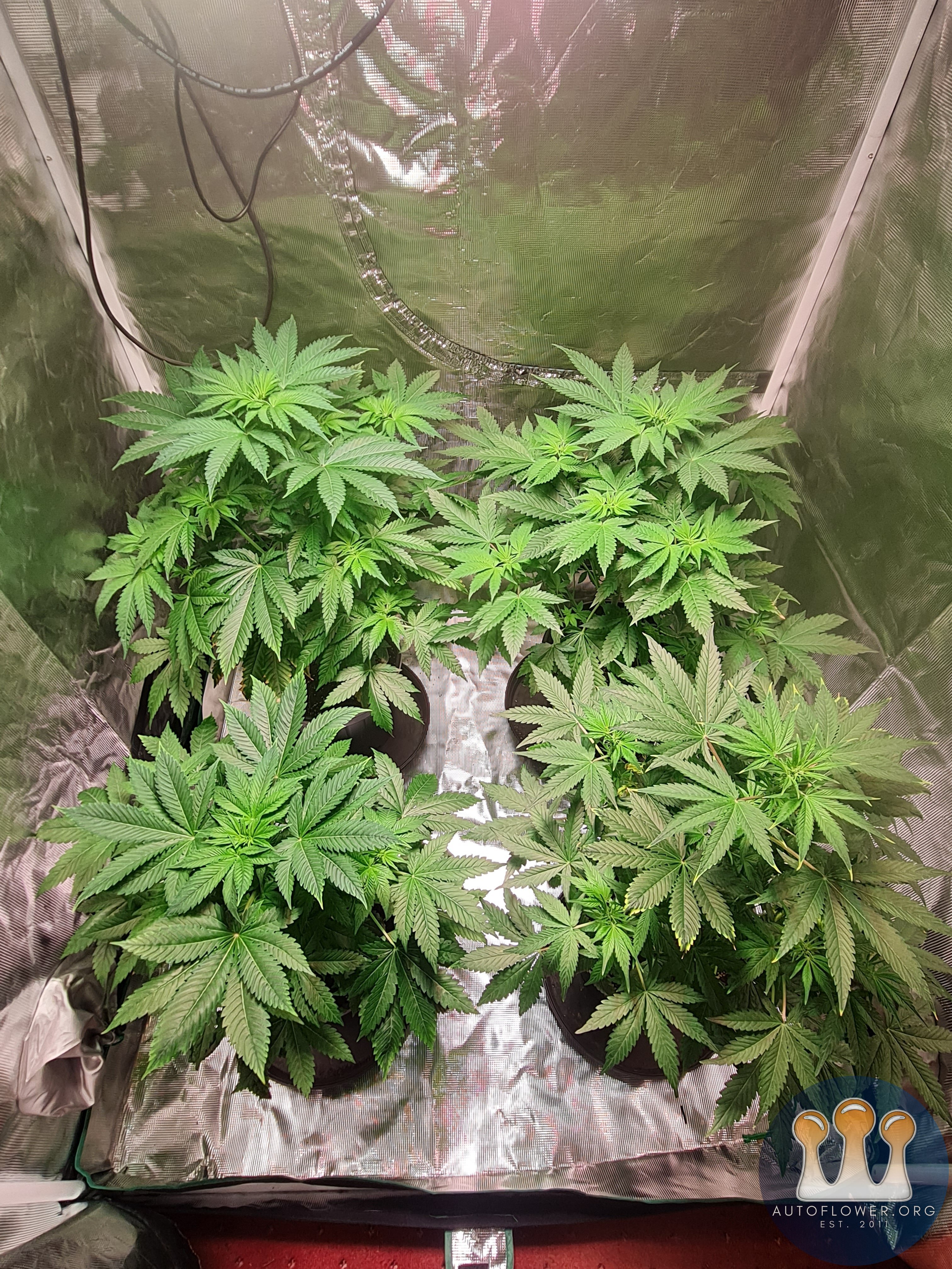 Sweet mandarin zkittles