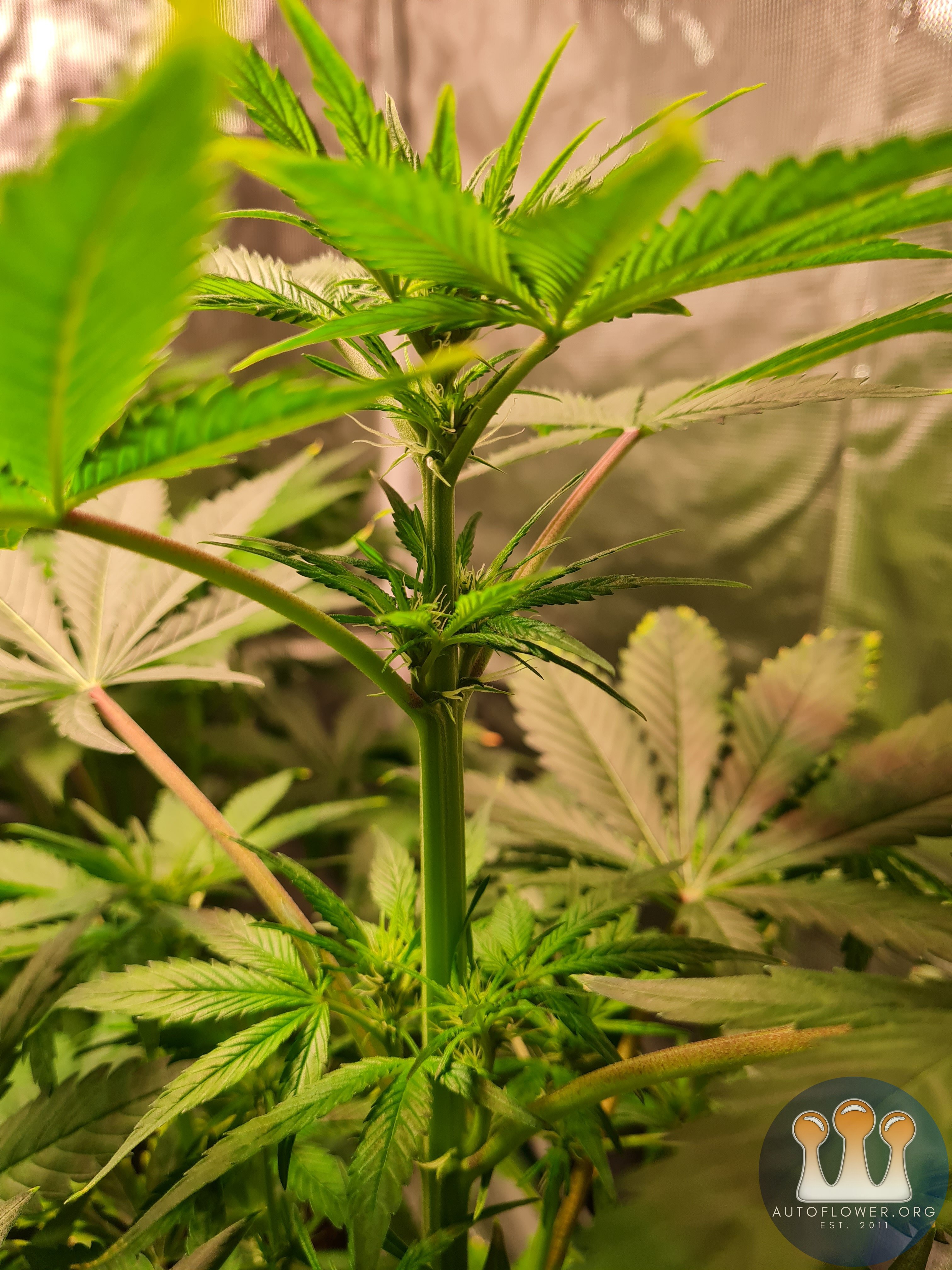 Sweet mandarin zkittles