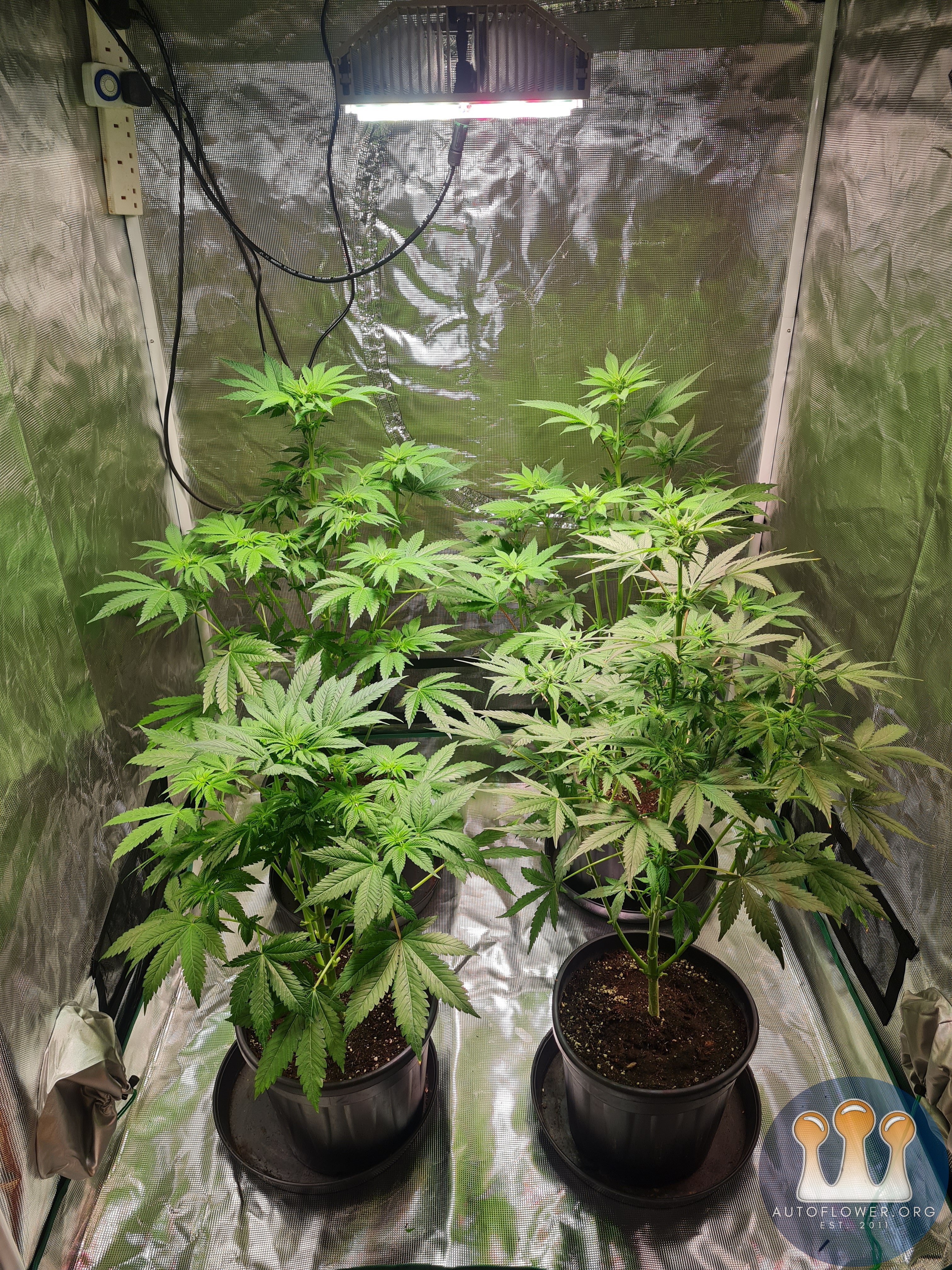 Sweet mandarin zkittles