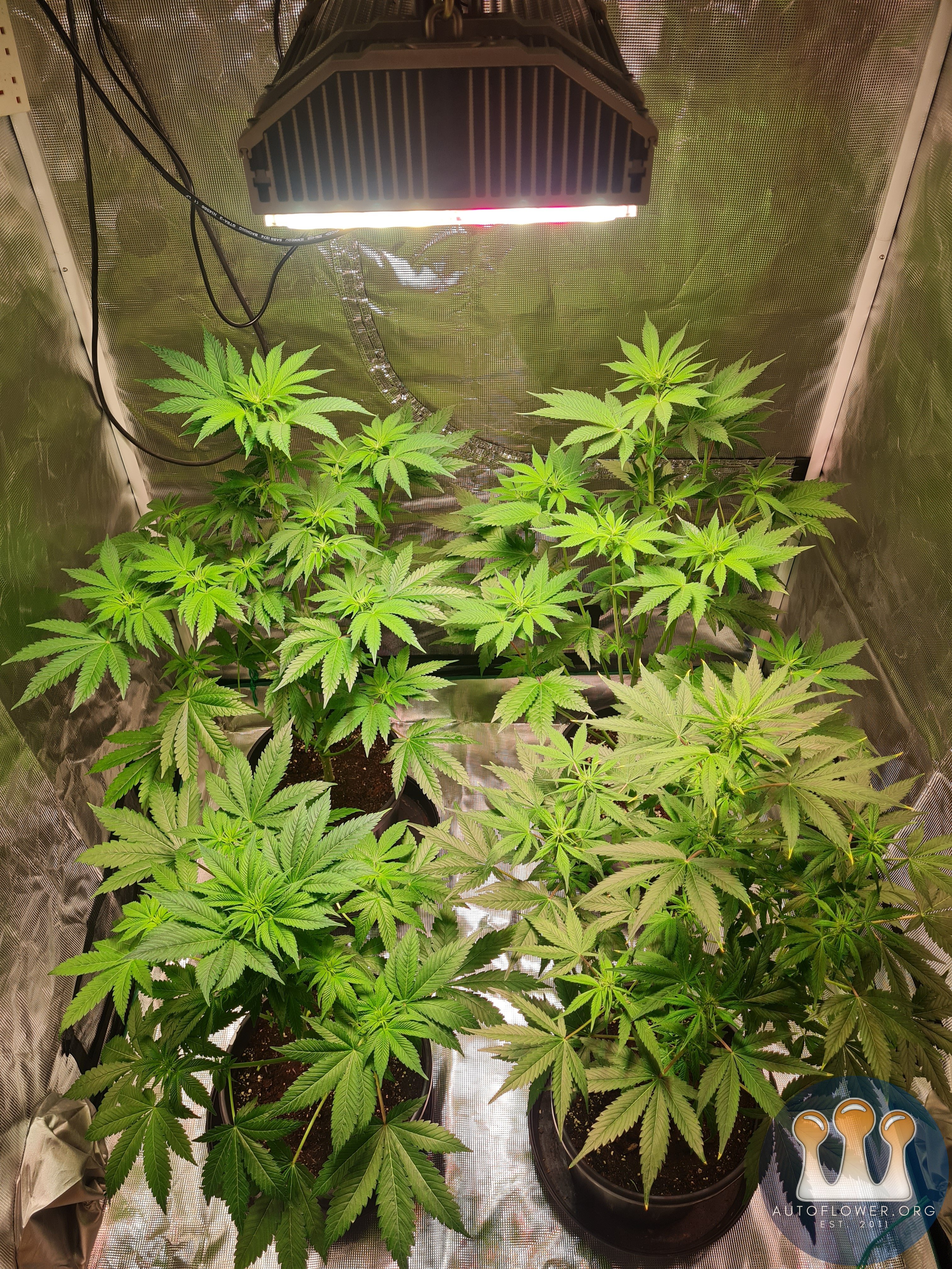 Sweet mandarin zkittles