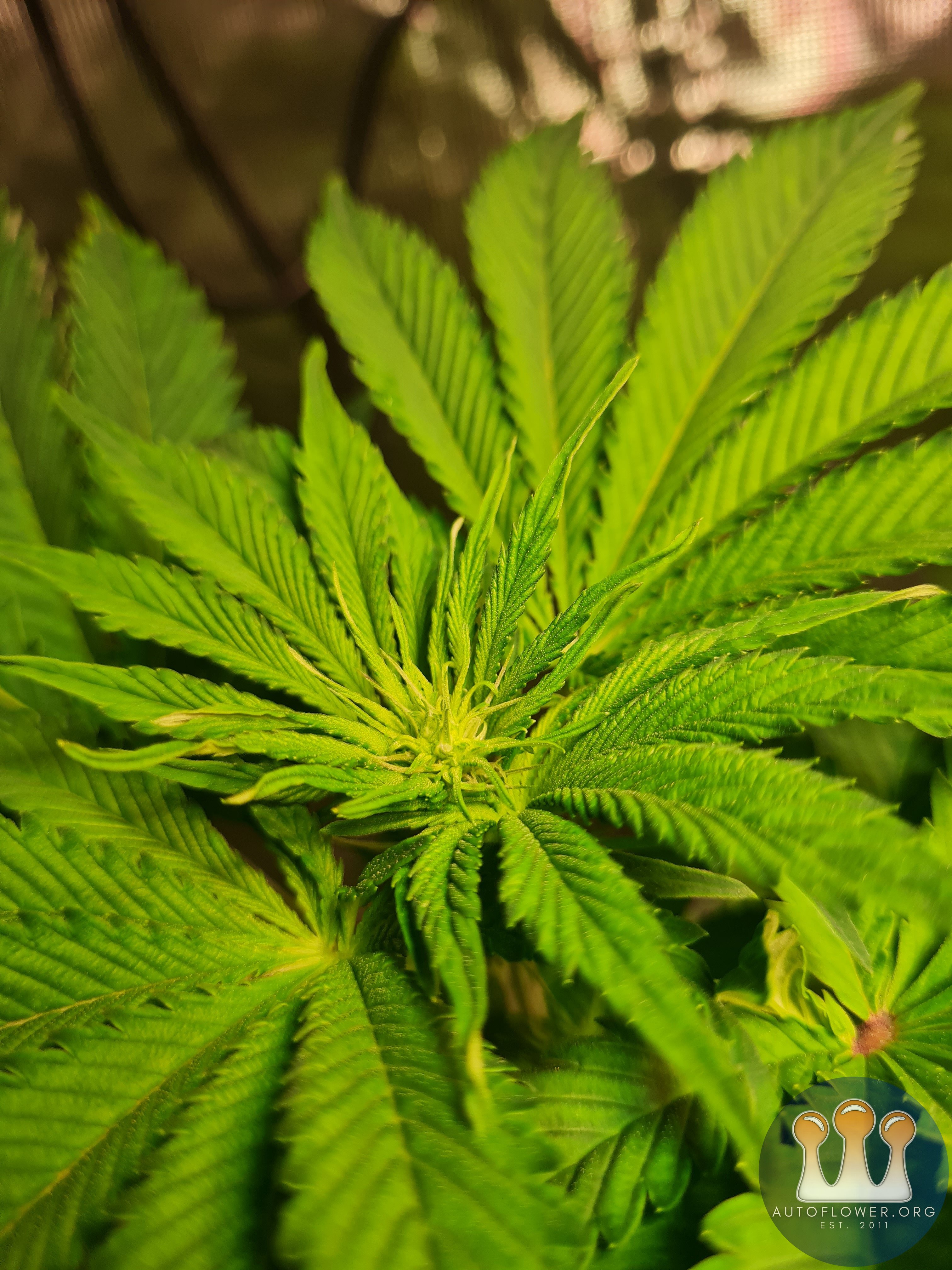 Sweet mandarin zkittles