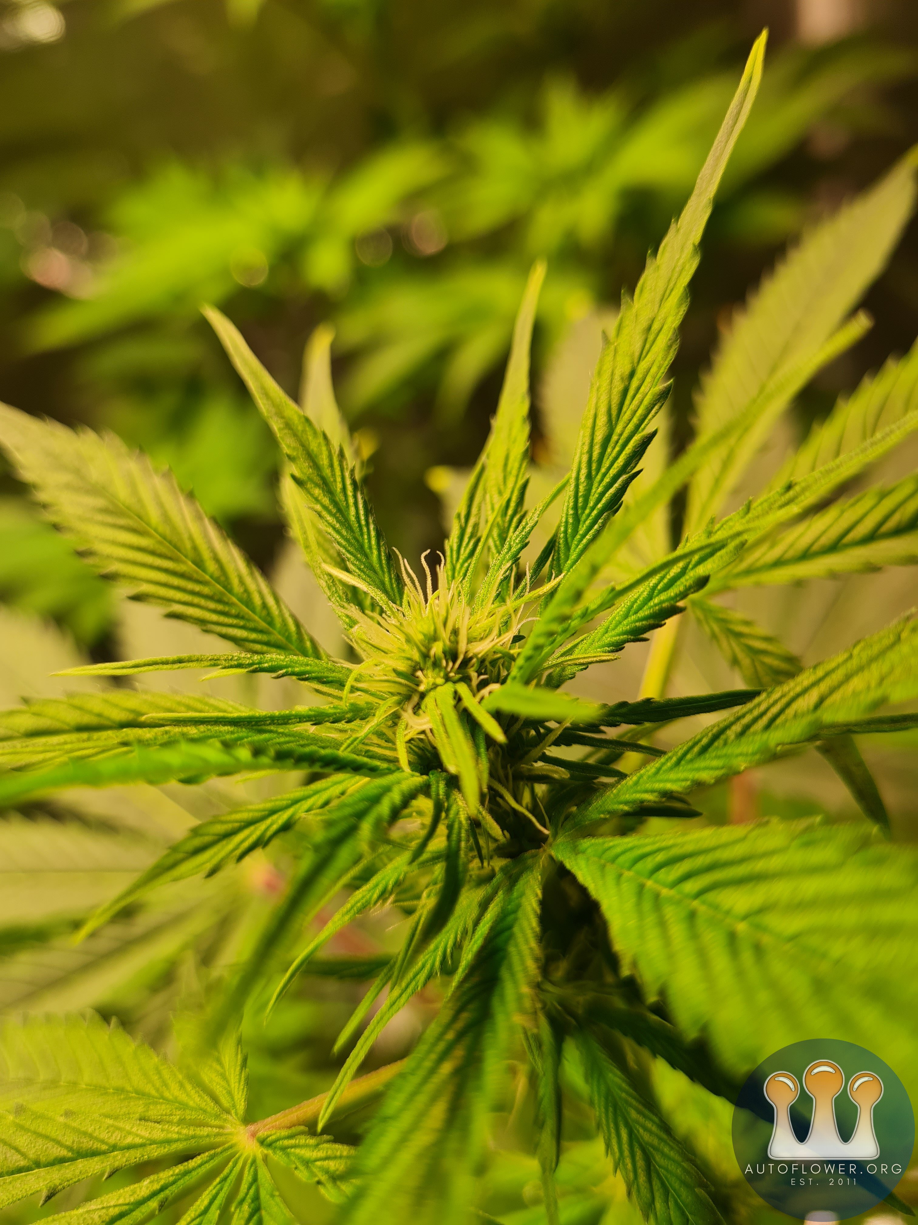 Sweet mandarin zkittles