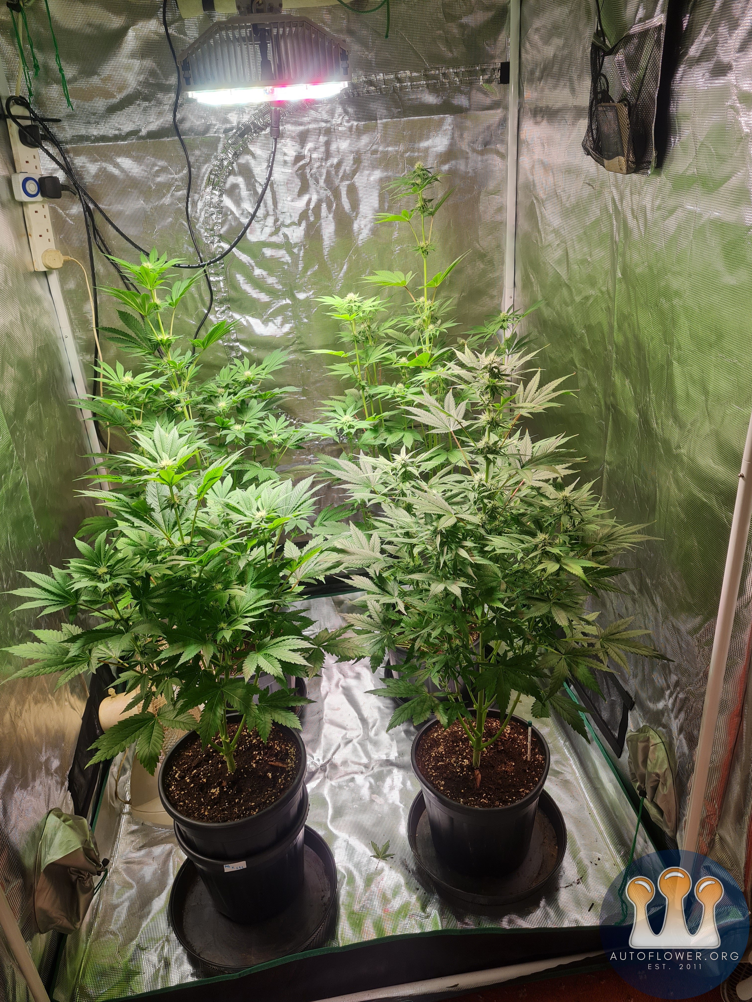 Sweet mandarin zkittles