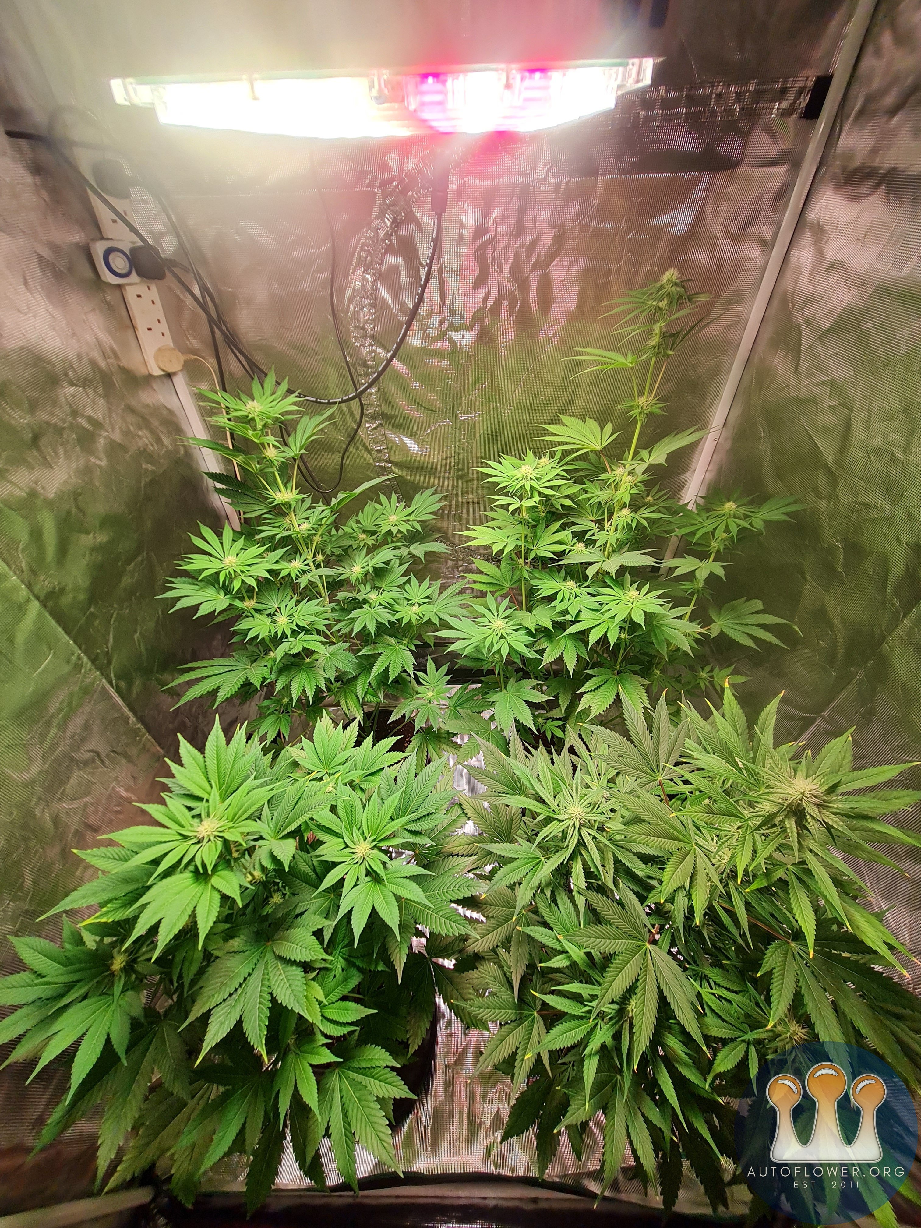 Sweet mandarin zkittles