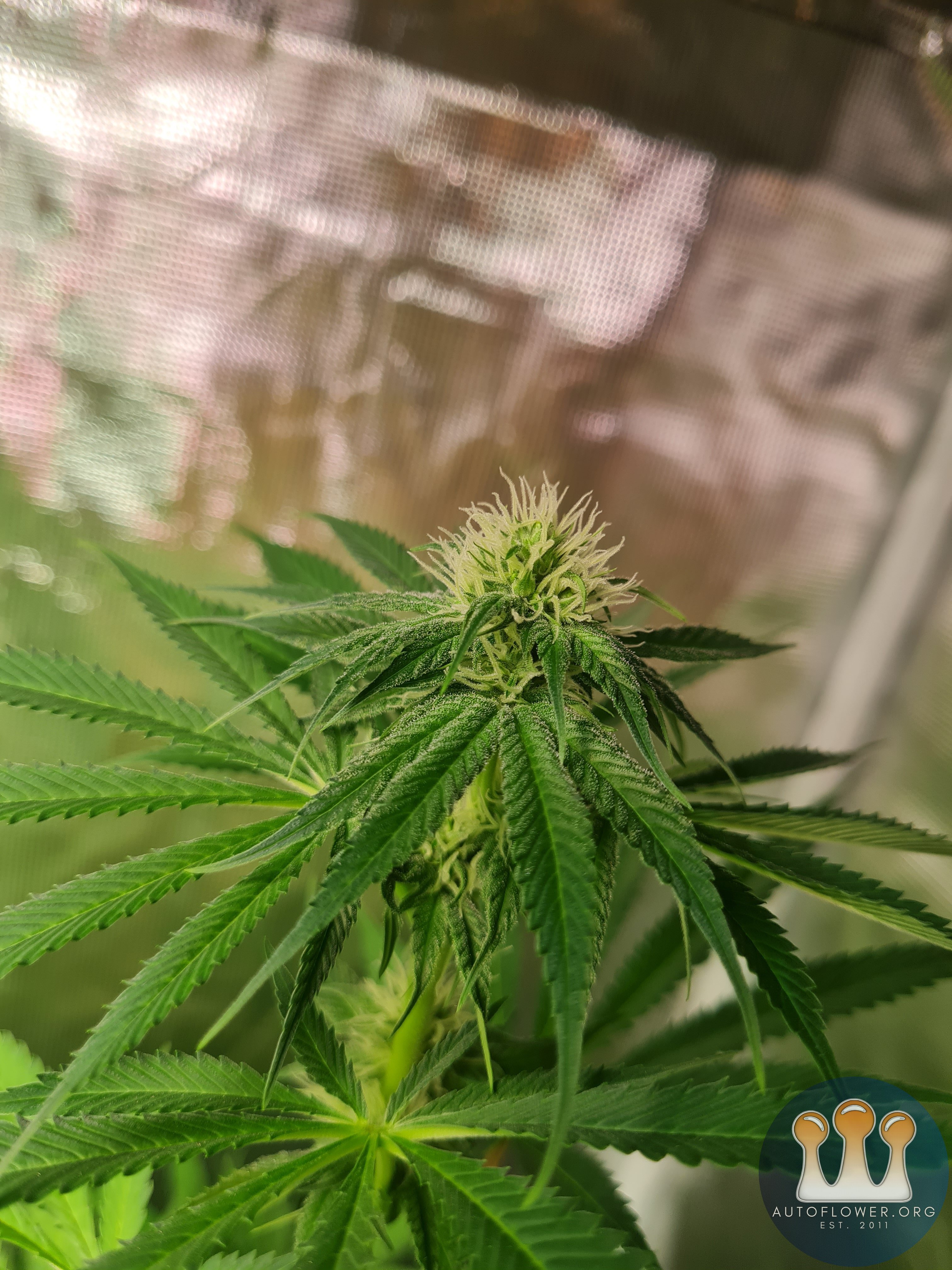 Sweet mandarin zkittles