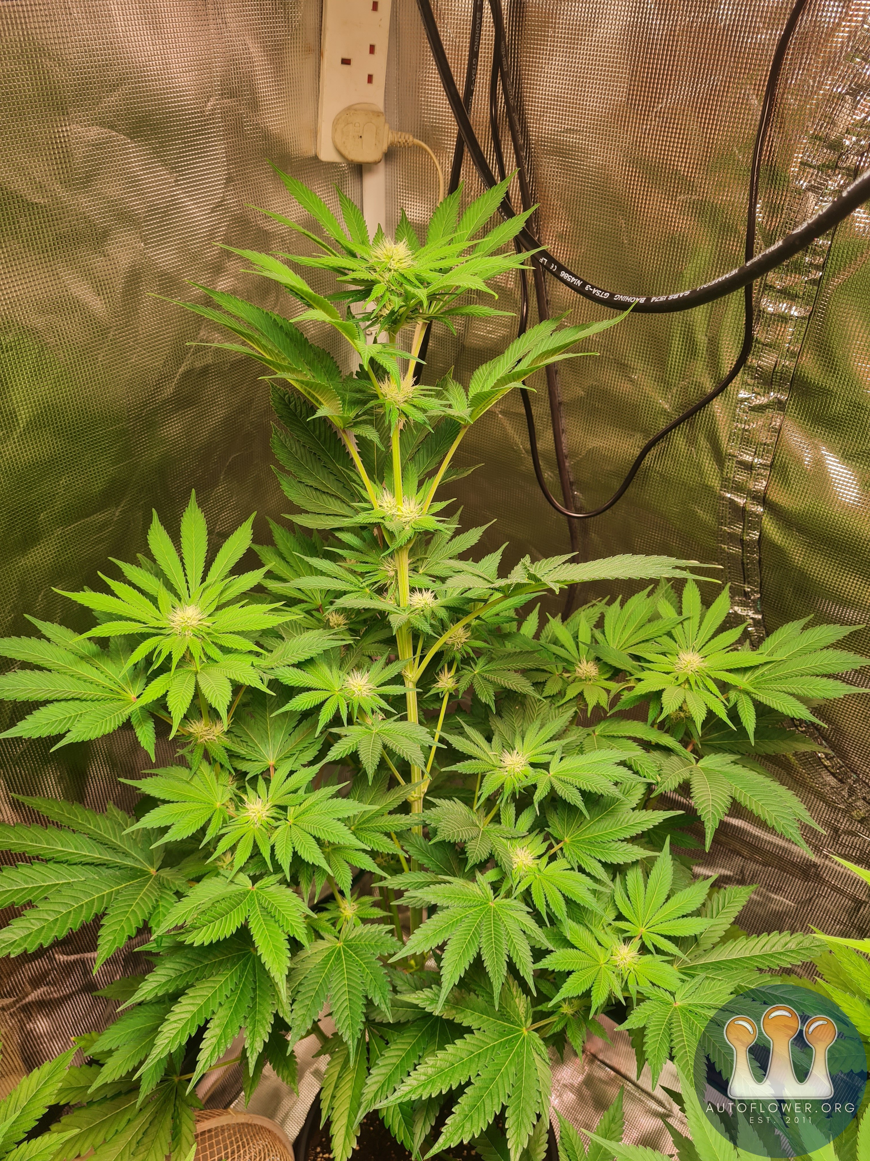 Sweet mandarin zkittles