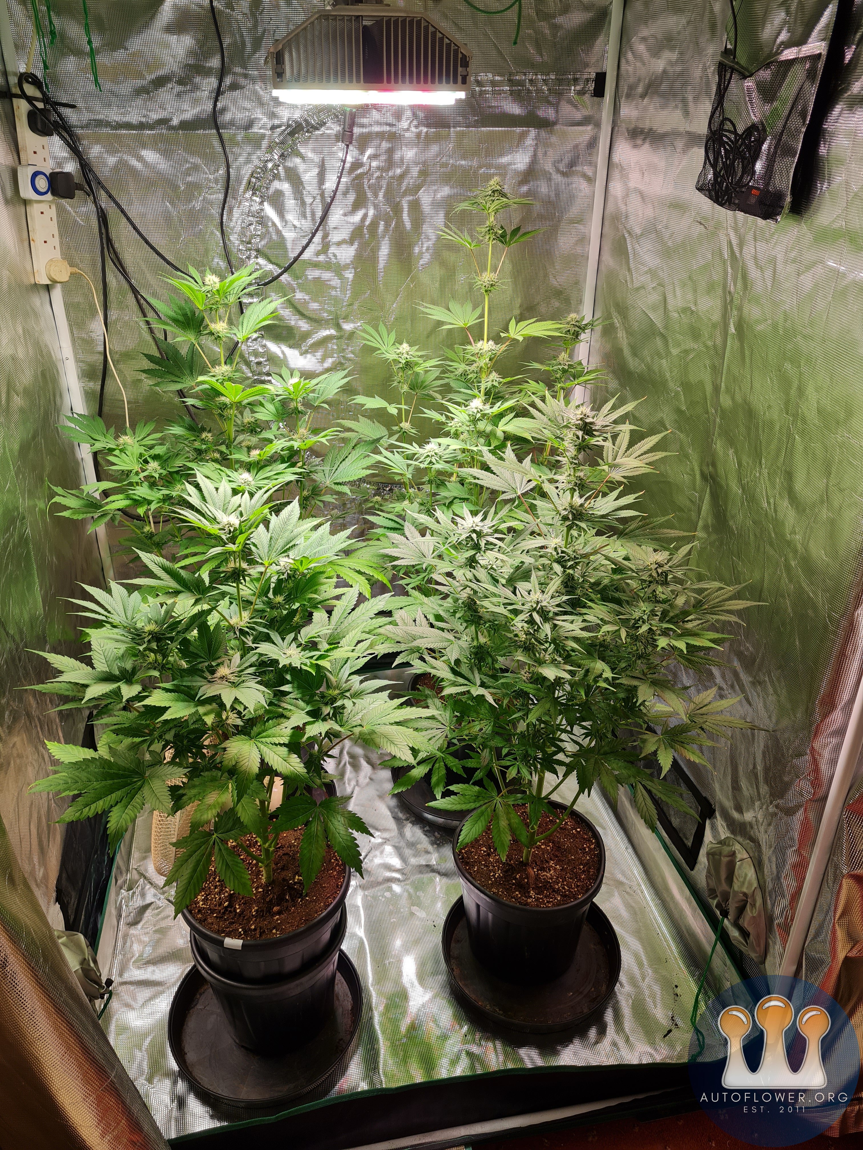 Sweet mandarin zkittles