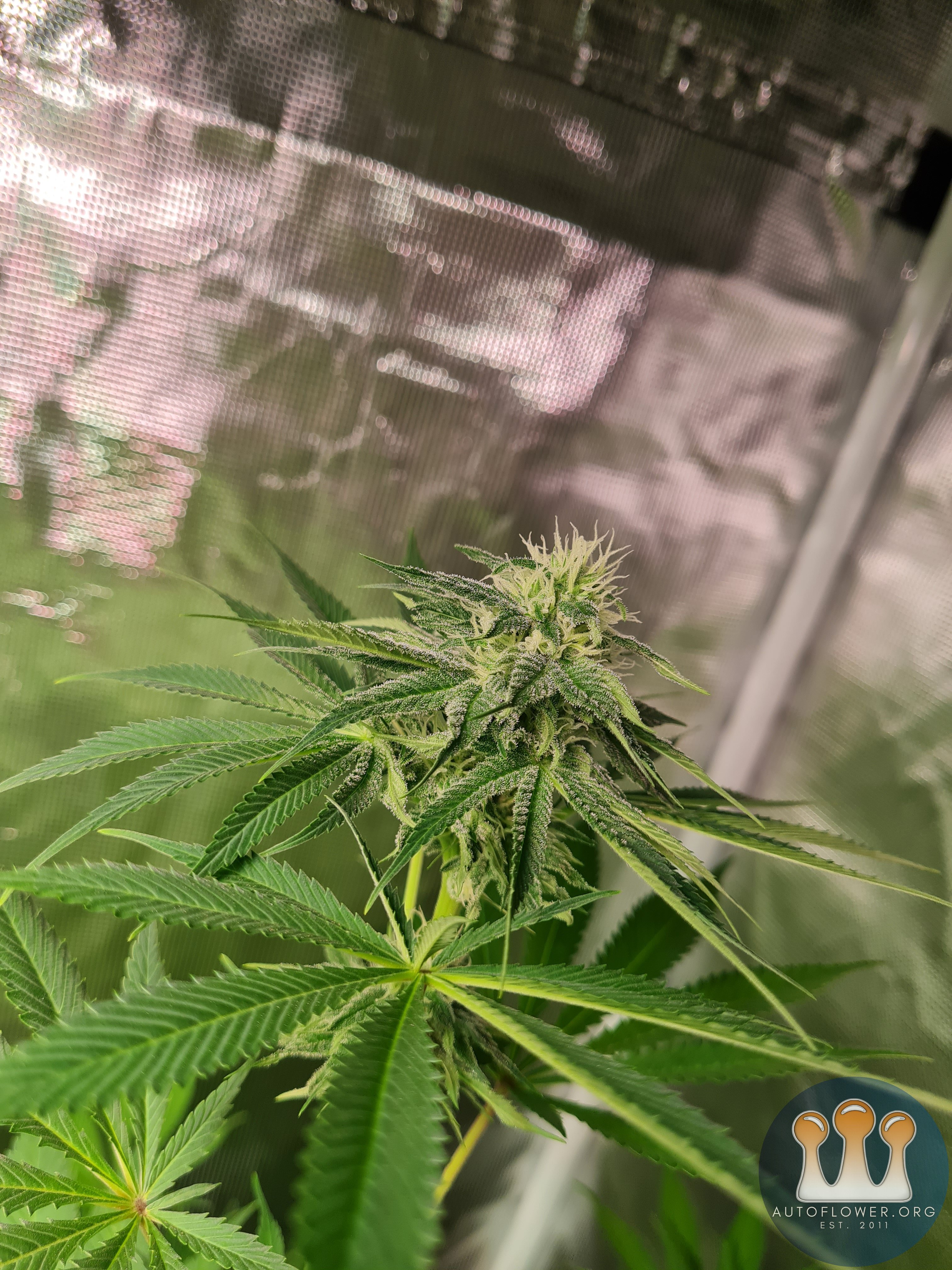 Sweet mandarin zkittles