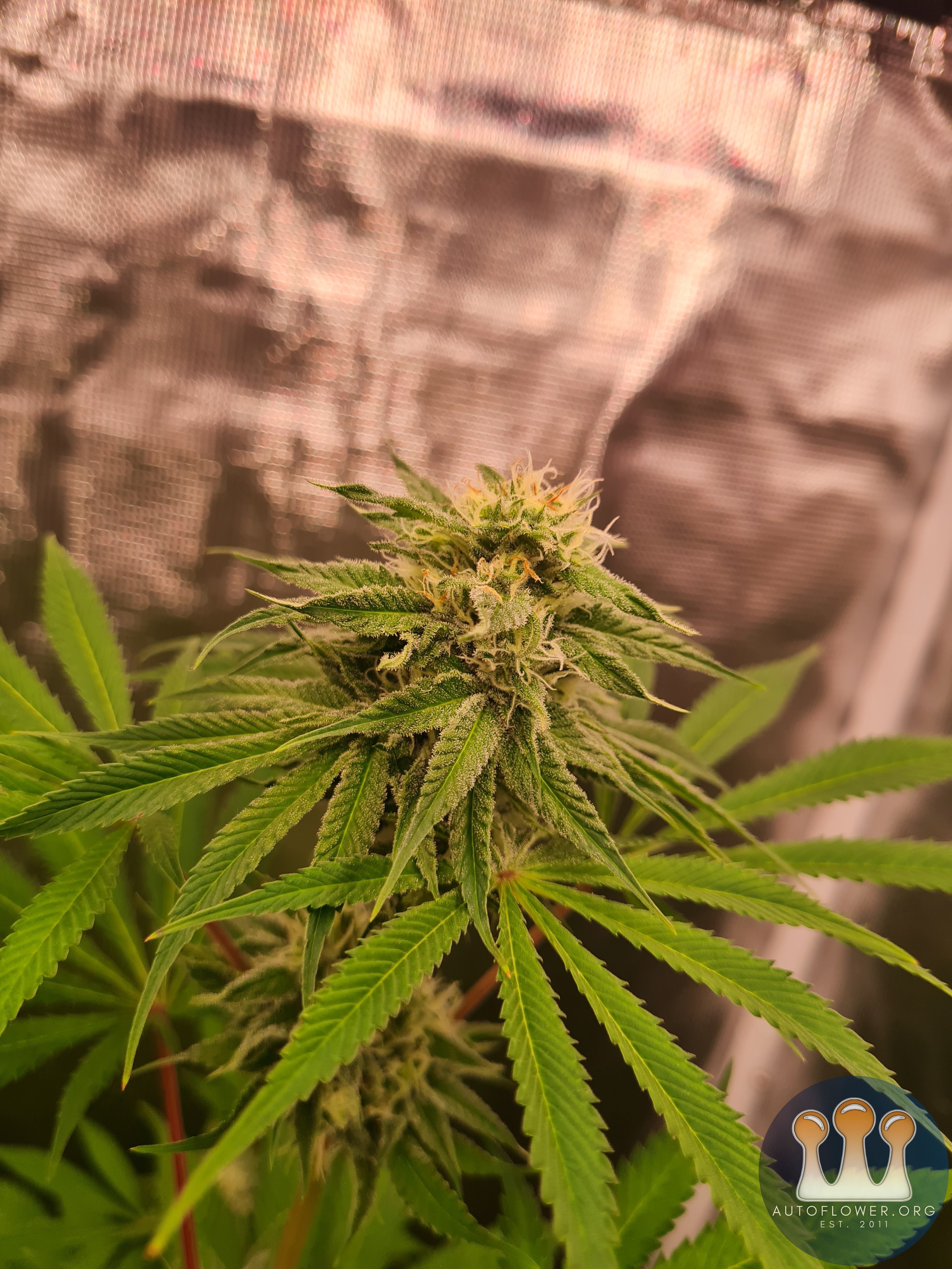 Sweet mandarin zkittles