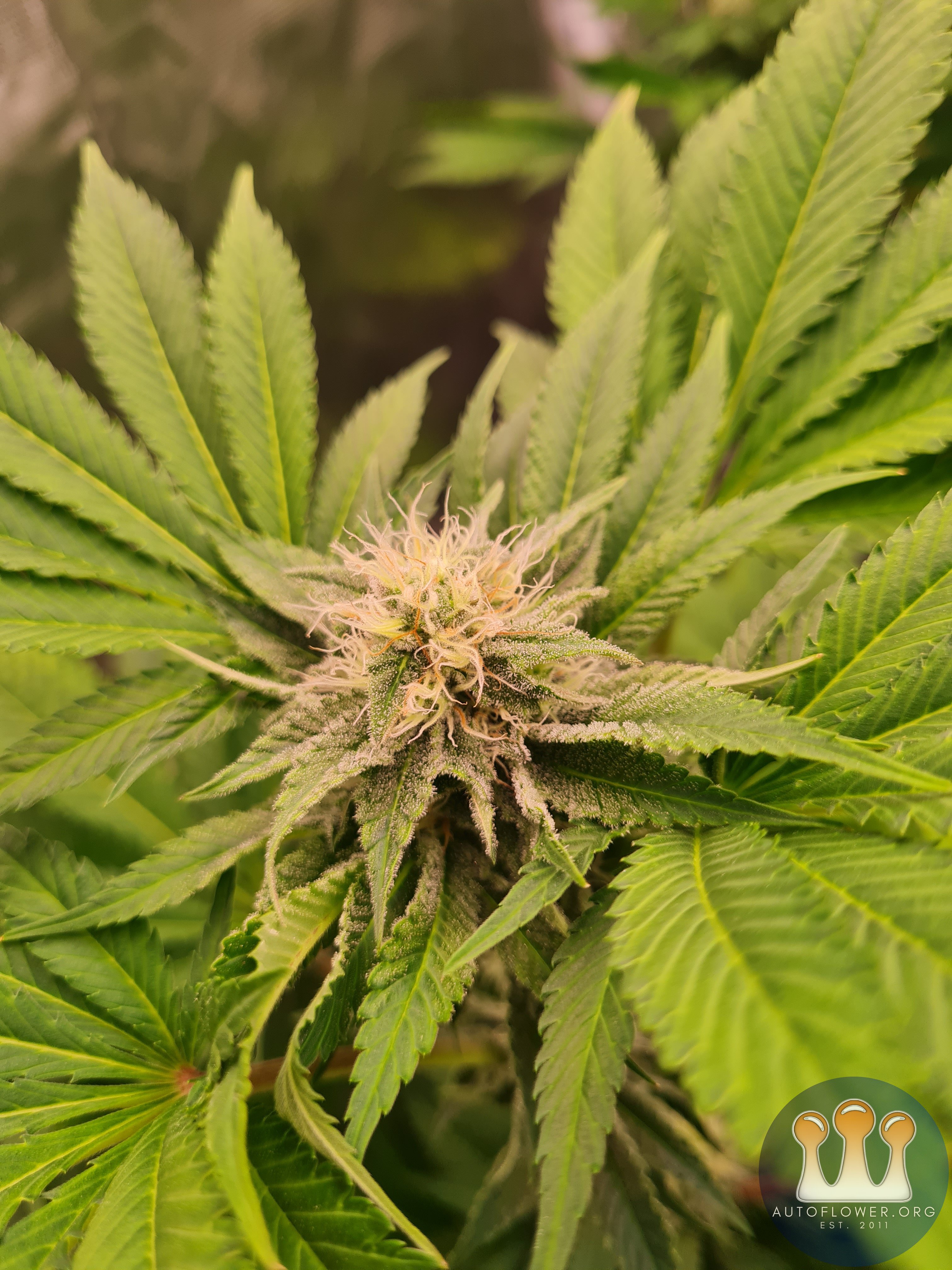 Sweet mandarin zkittles