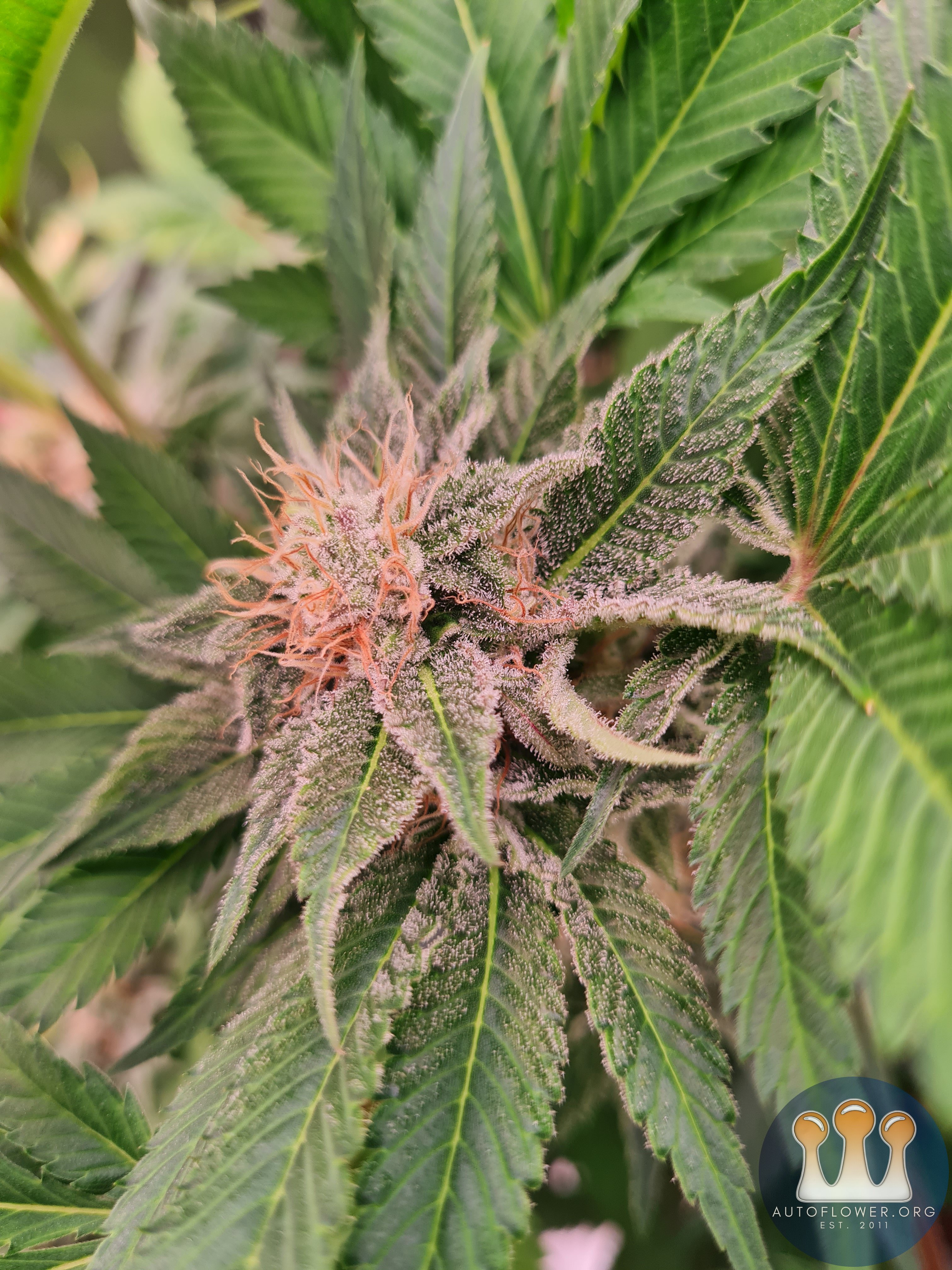 Sweet mandarin zkittles