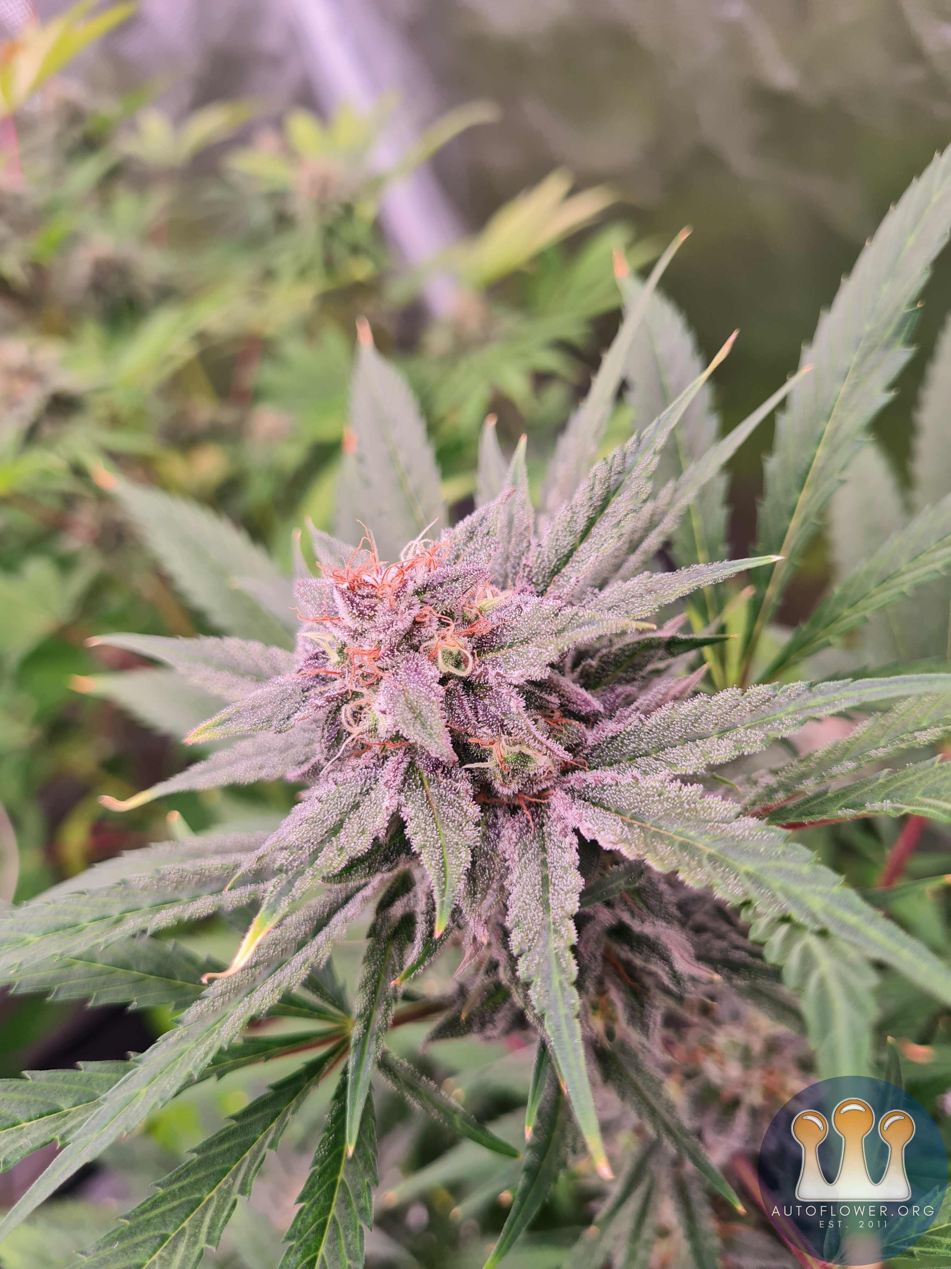 Sweet mandarin zkittles