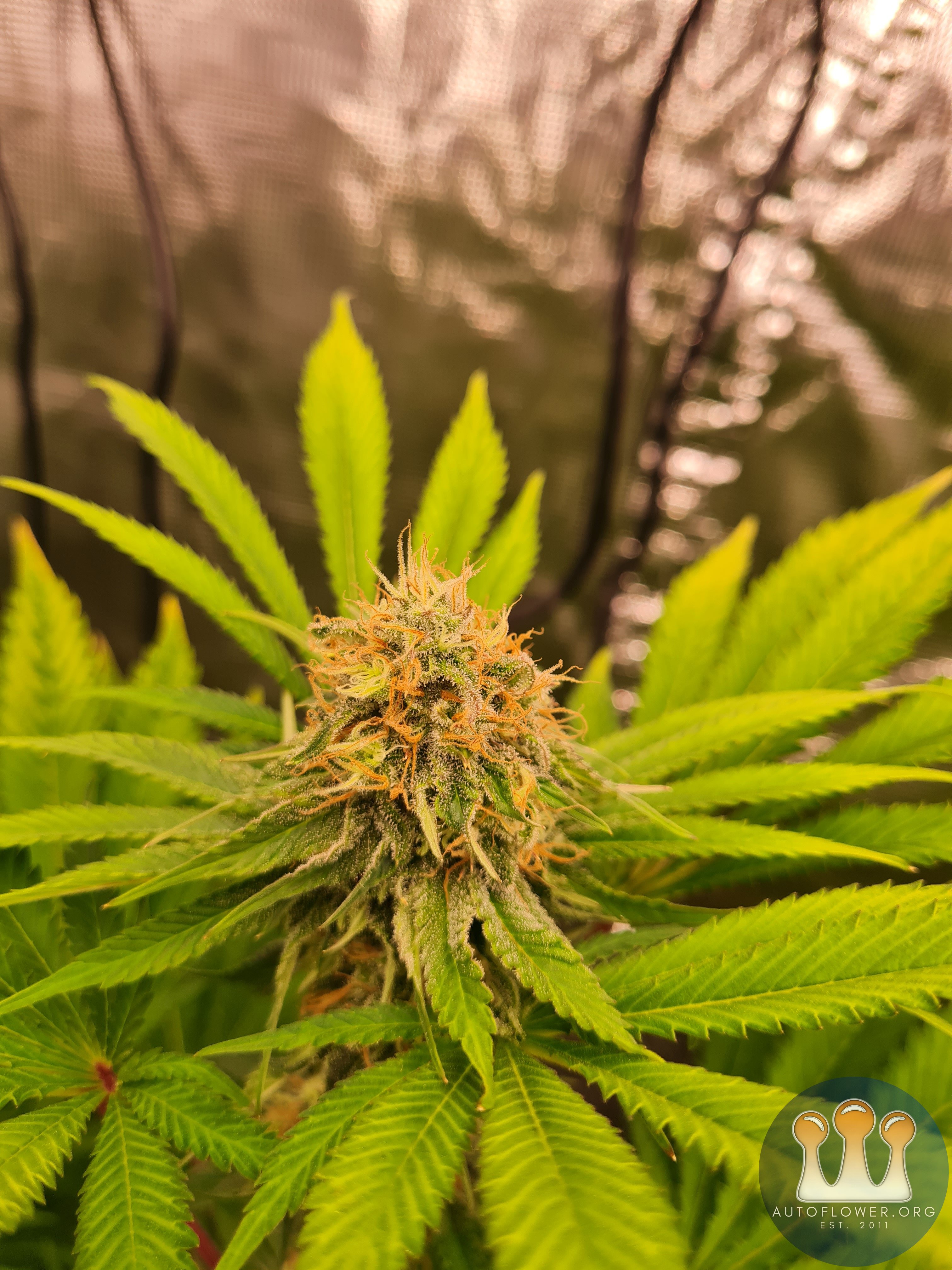 Sweet mandarin zkittles