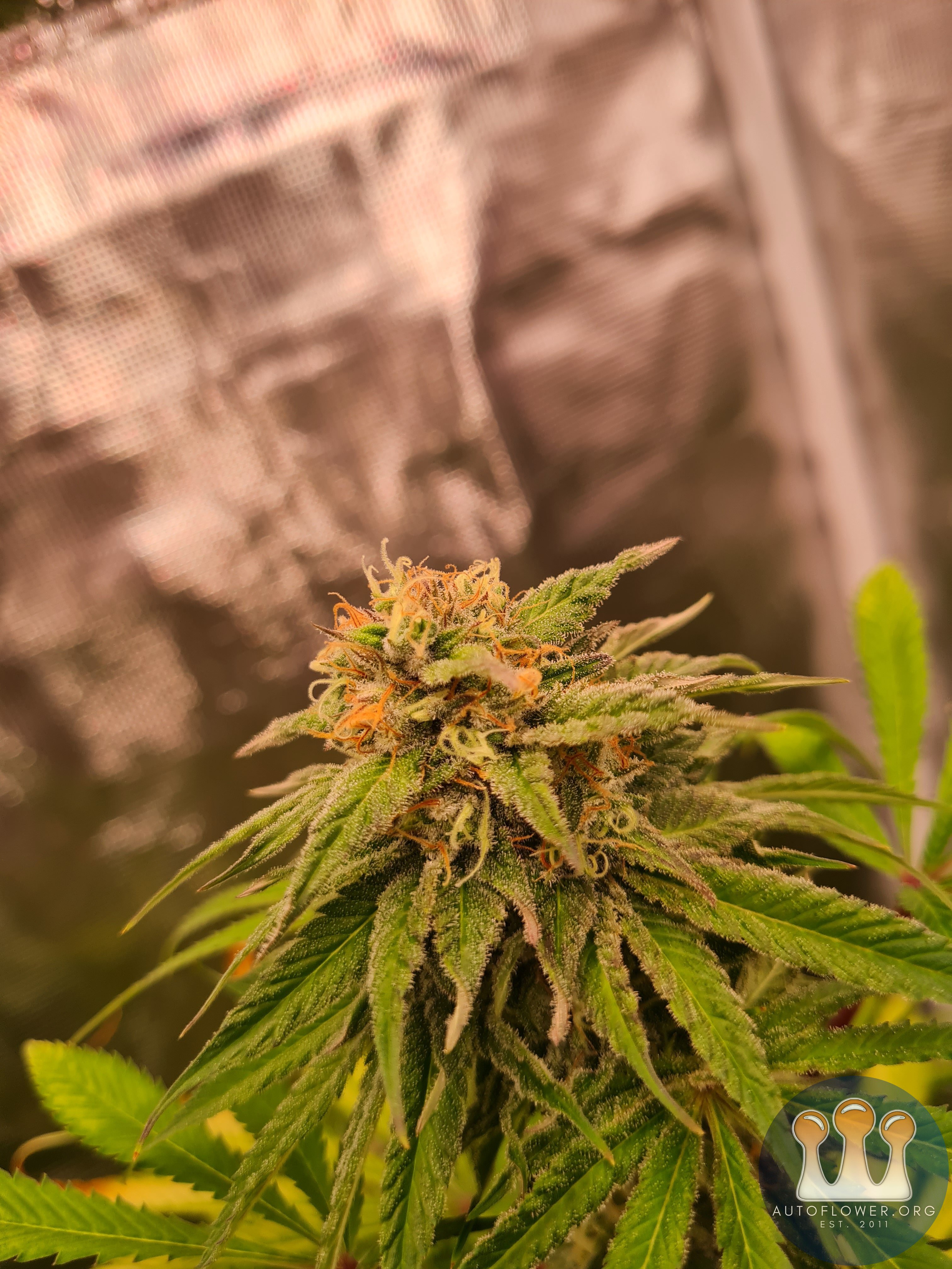 Sweet mandarin zkittles