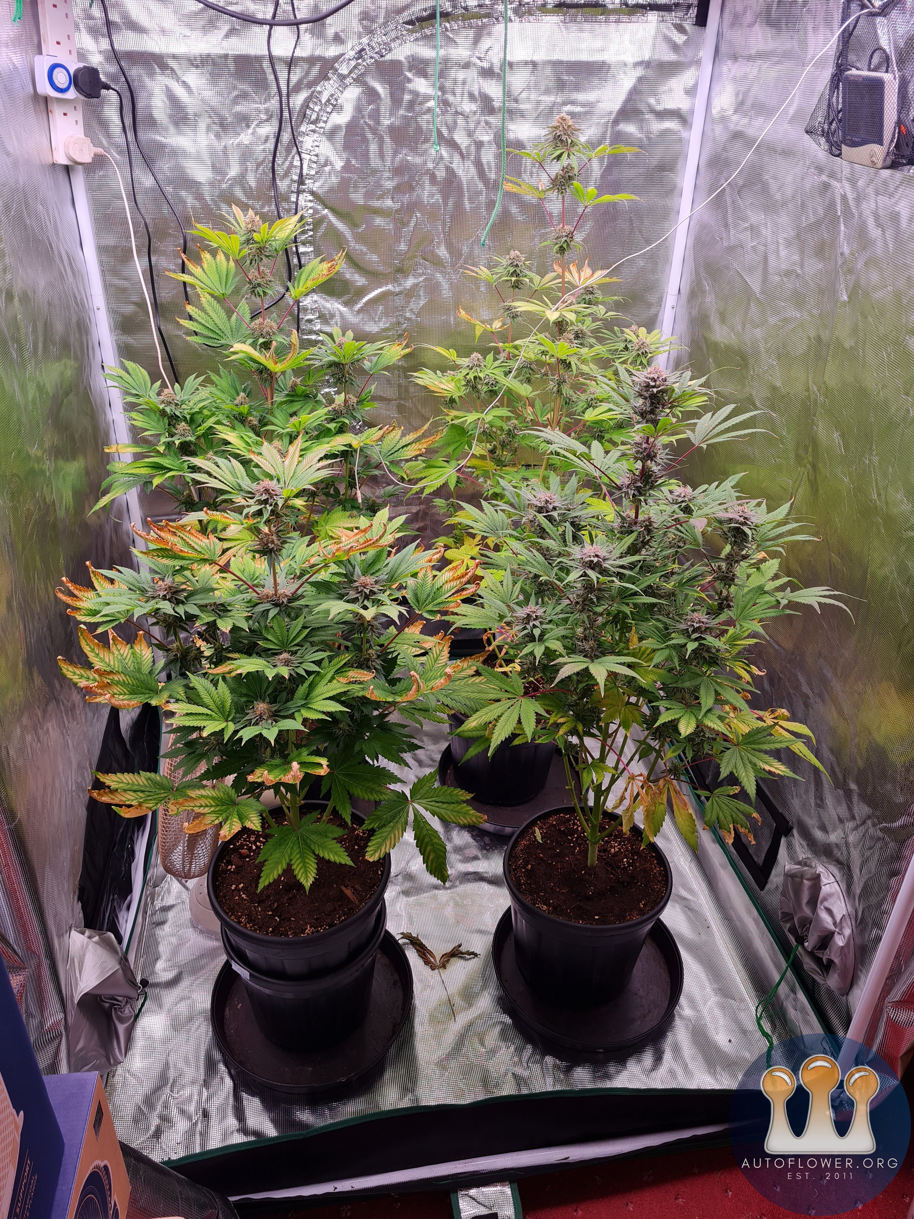 Sweet mandarin zkittles