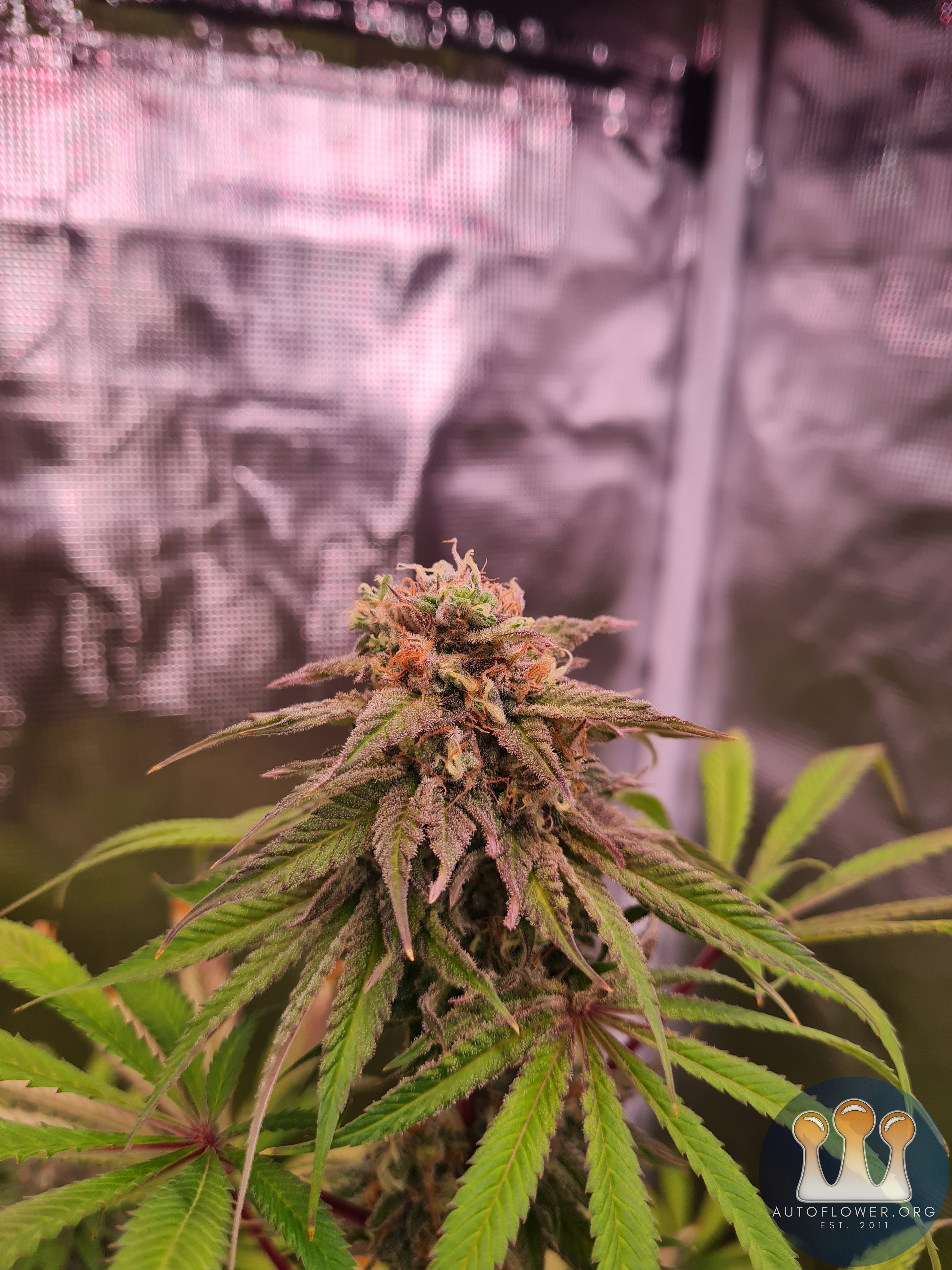 Sweet mandarin zkittles