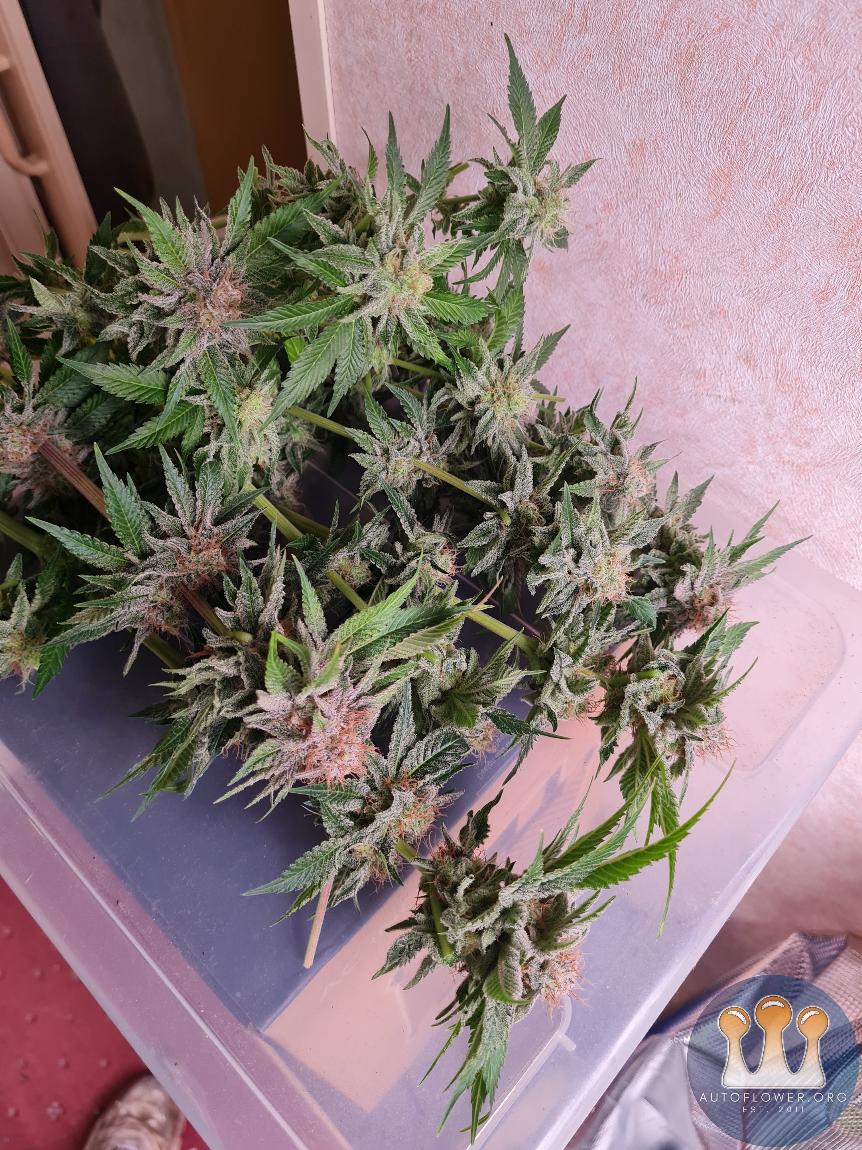 Sweet mandarin zkittles