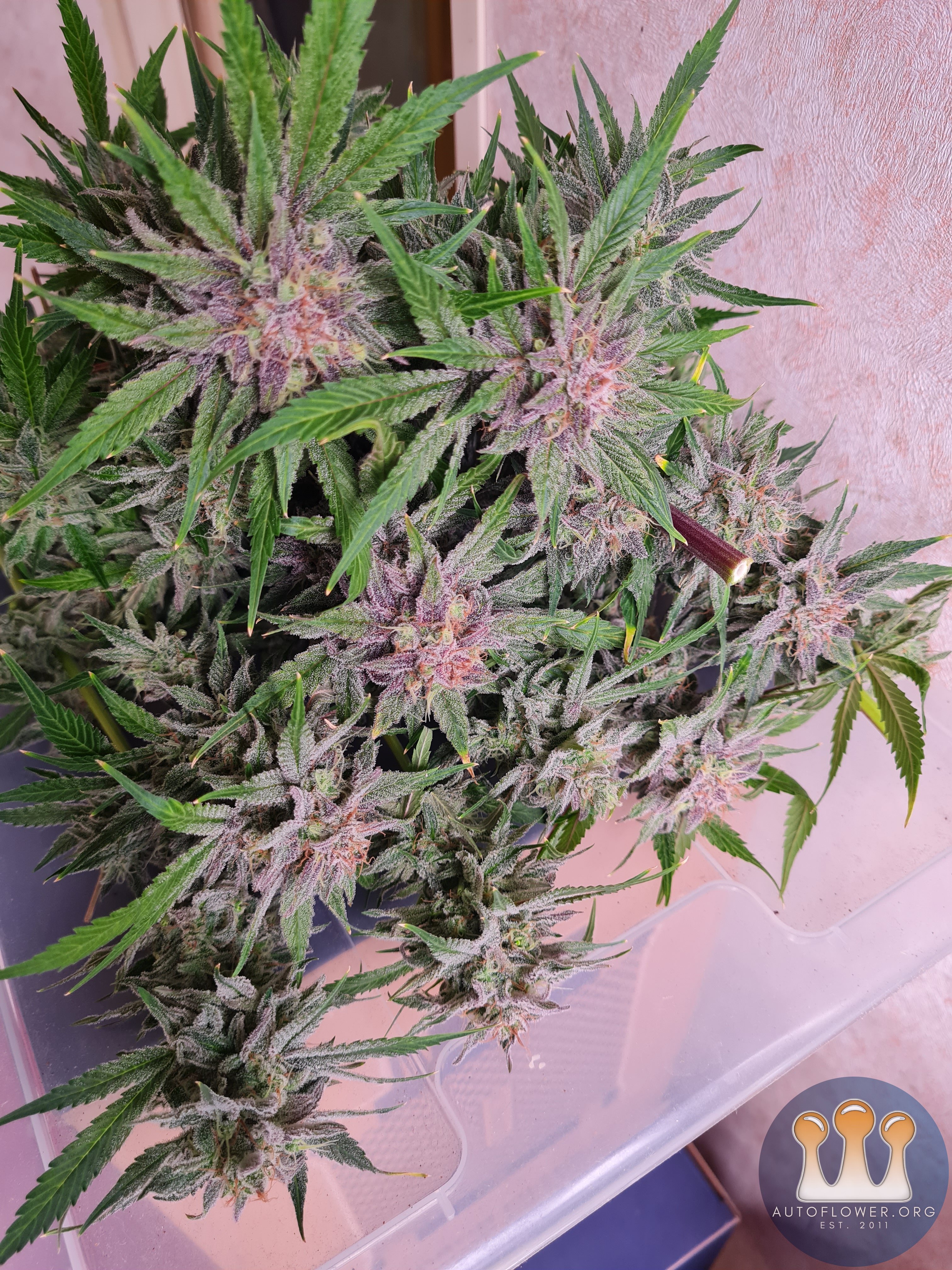 Sweet mandarin zkittles