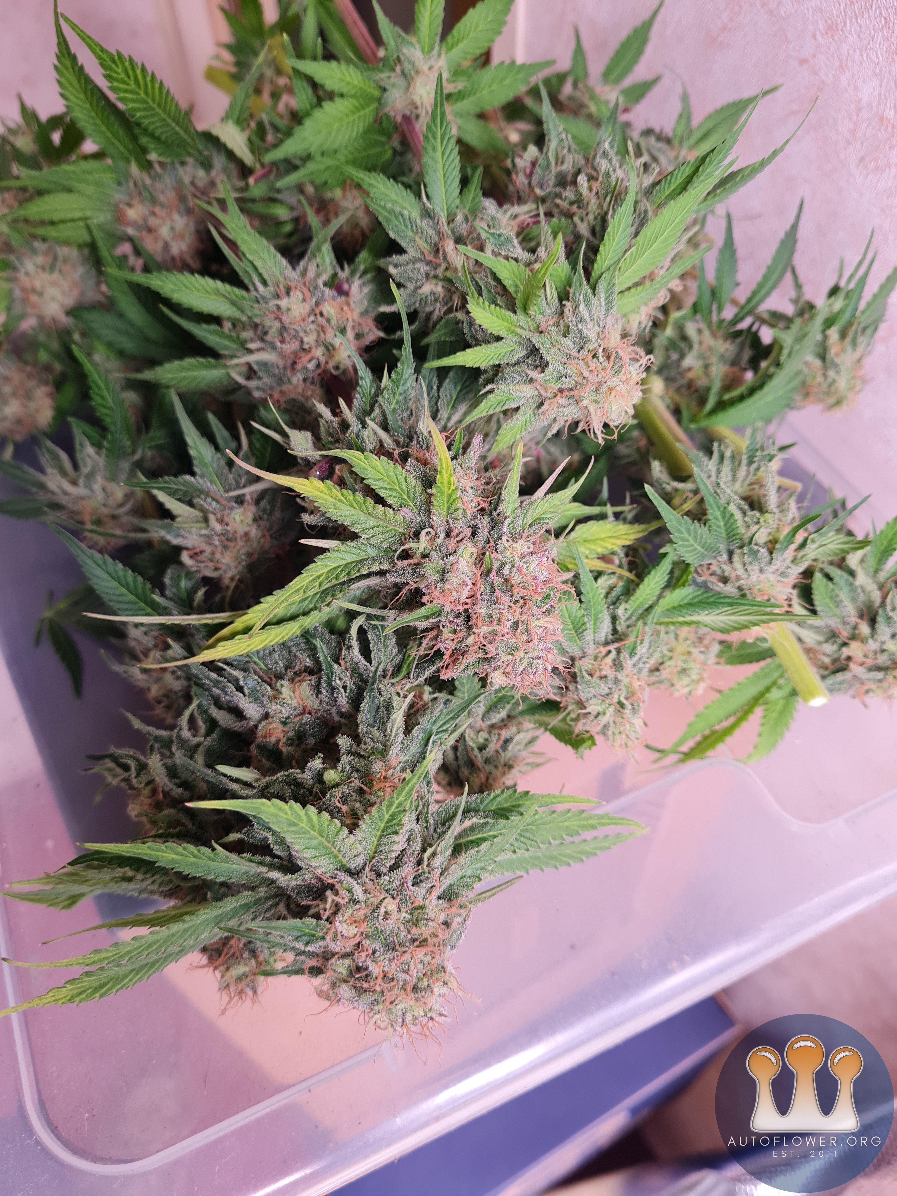 Sweet mandarin zkittles