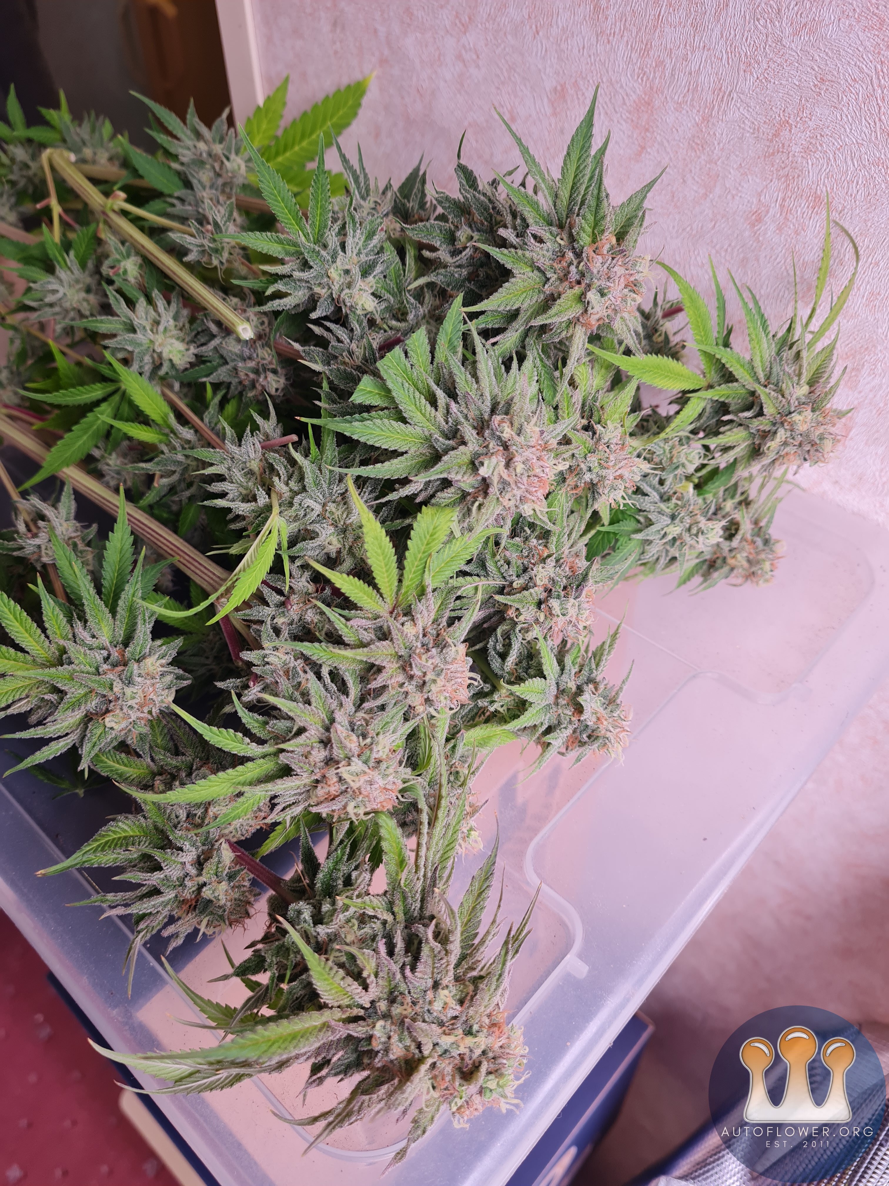 Sweet mandarin zkittles