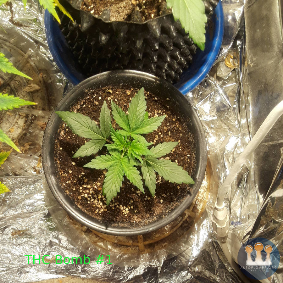 THC Bomb 1a.jpg