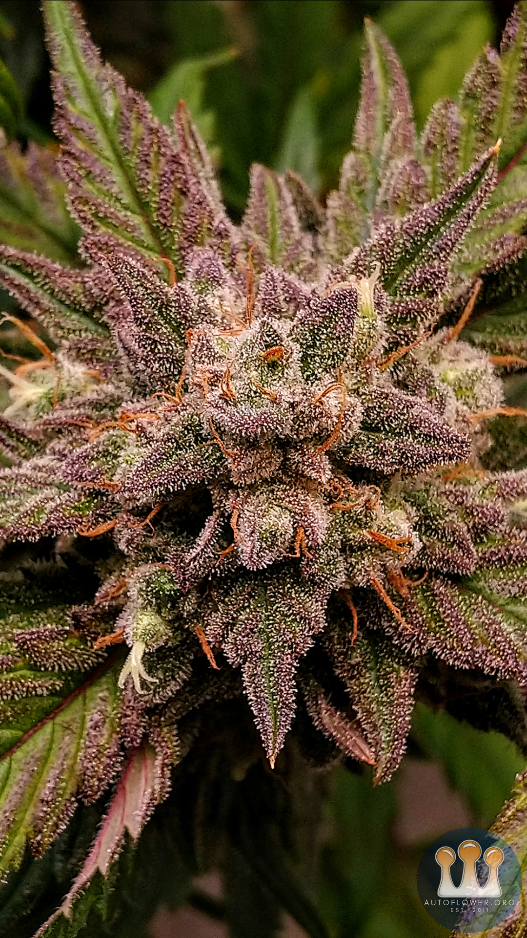 Twenty20 Mendocino, Ogreberry 2B F4 Auto