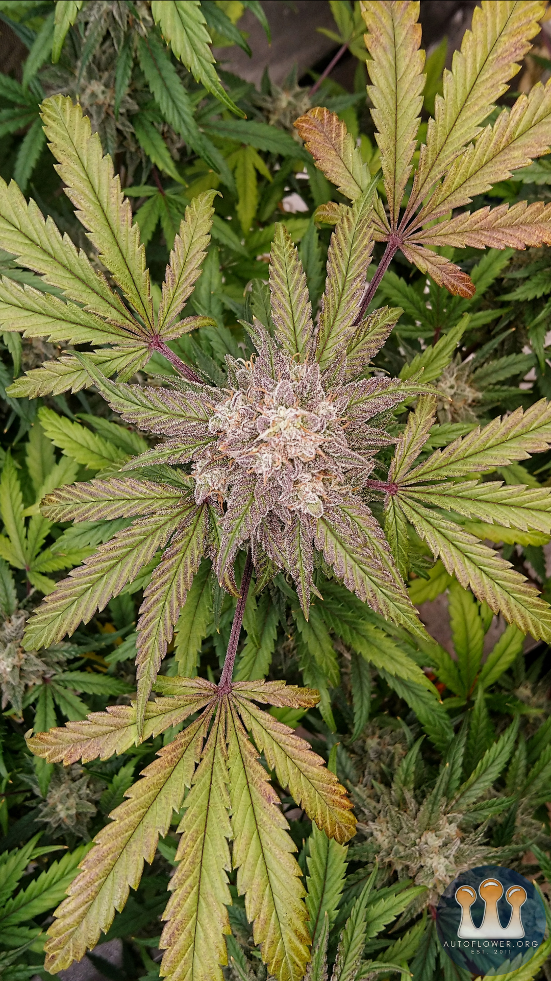 Twenty20 Mendocino, Ogreberry 2B F4