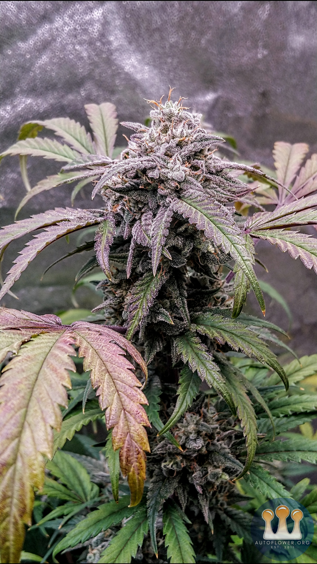 Twenty20 Mendocino, Ogreberry 2B F4