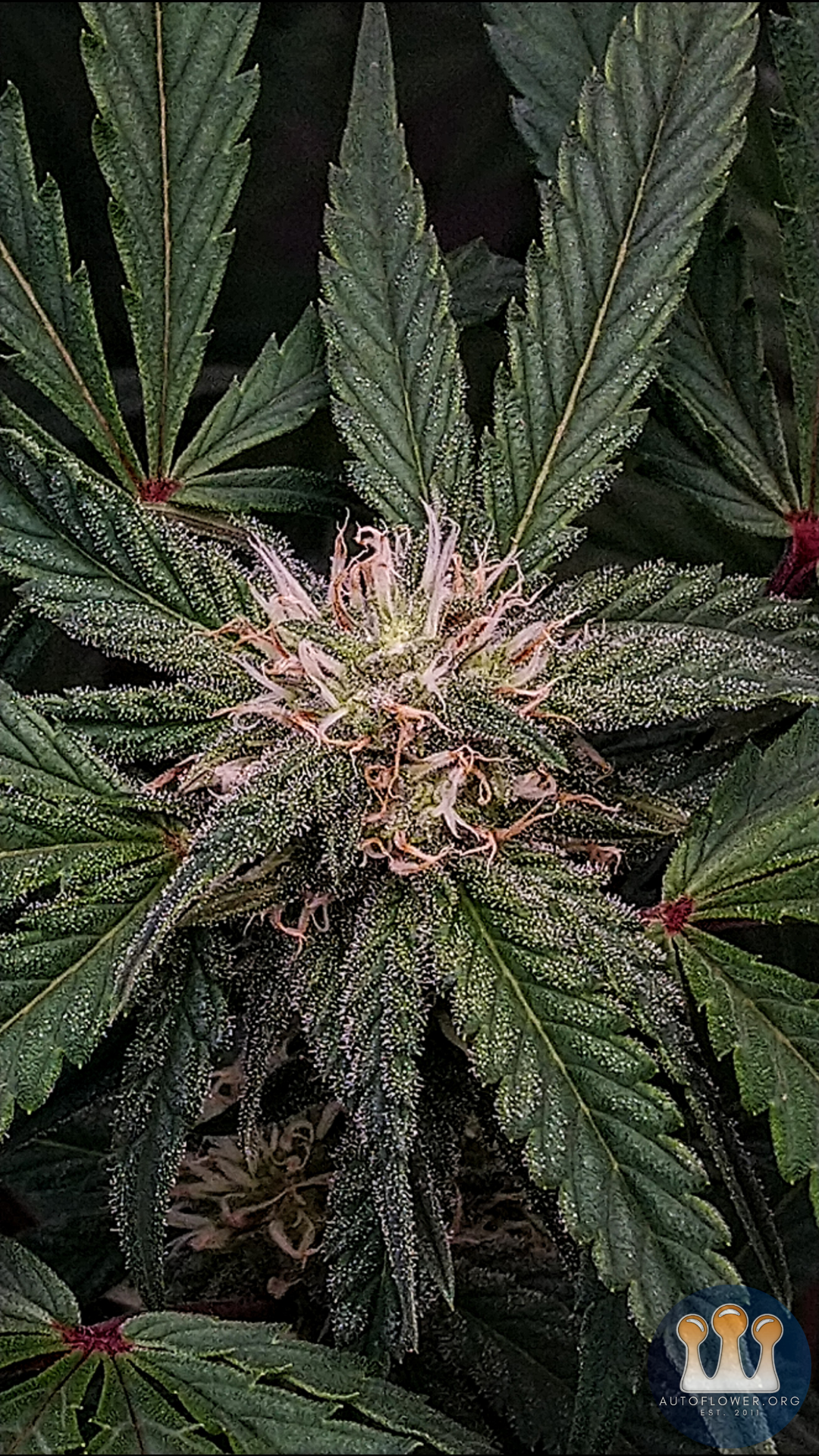 Twenty20 Mendocino, Ogreberry (2B)