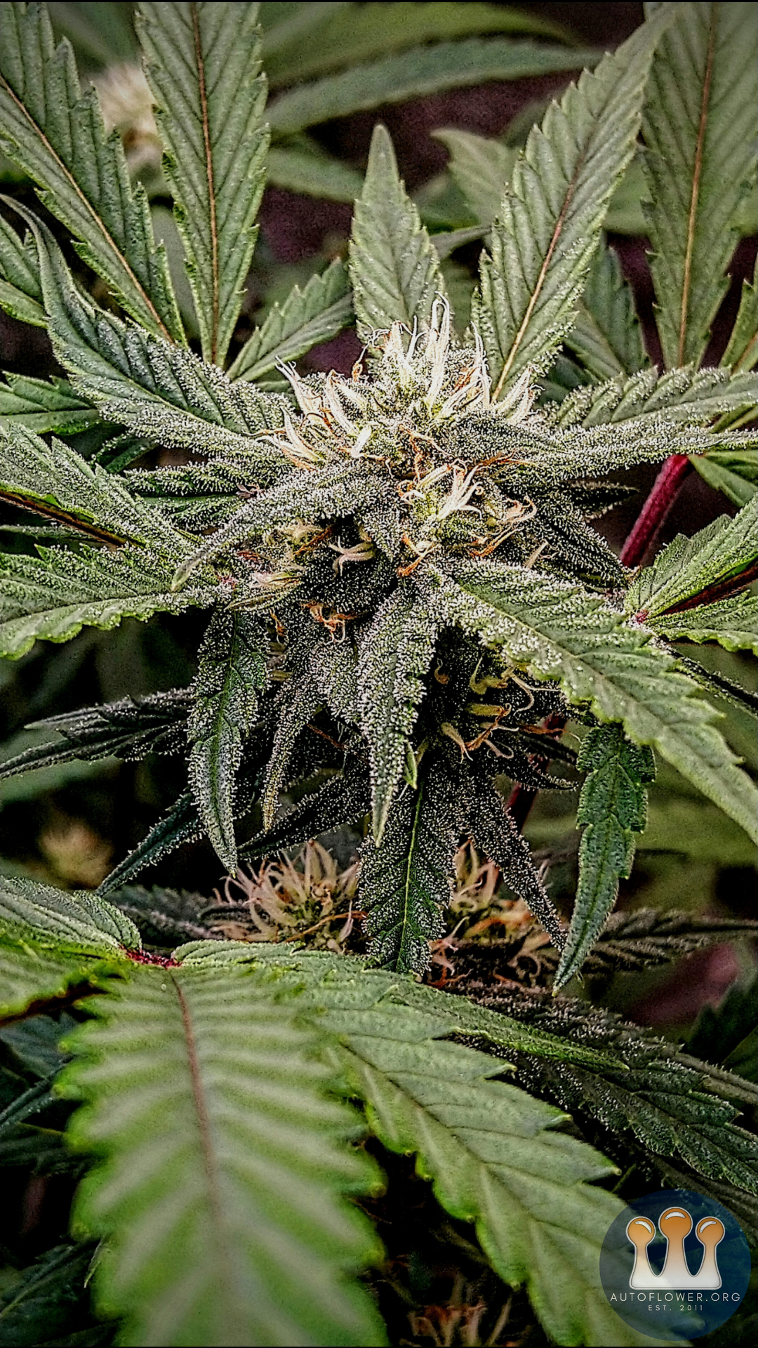 Twenty20 Mendocino, Ogreberry (2B)