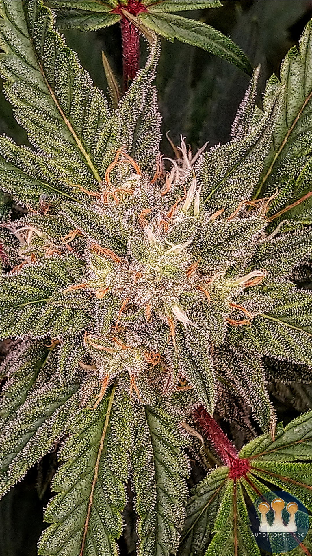 Twenty20 Mendocino, Ogreberry (2B)