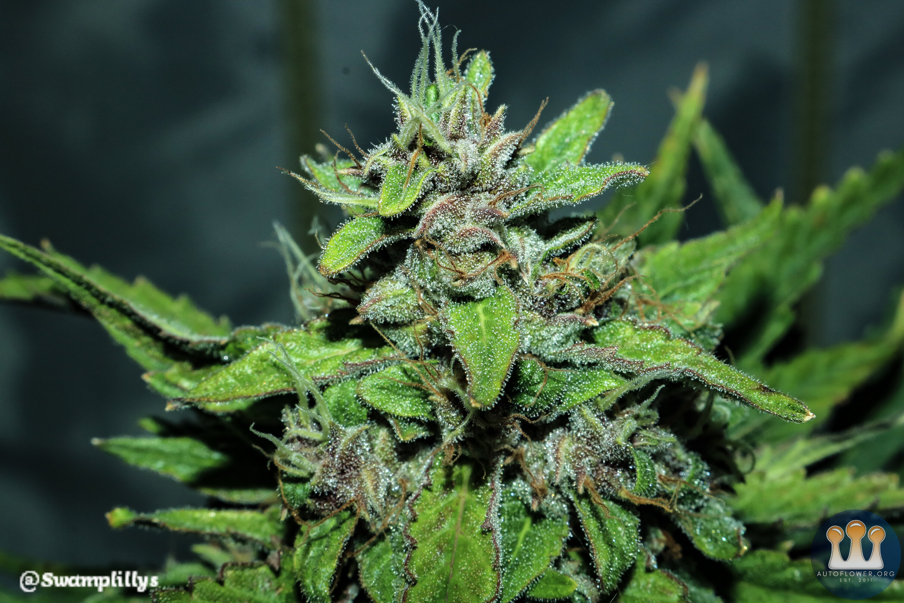 Tyrone Purps main cola closeup