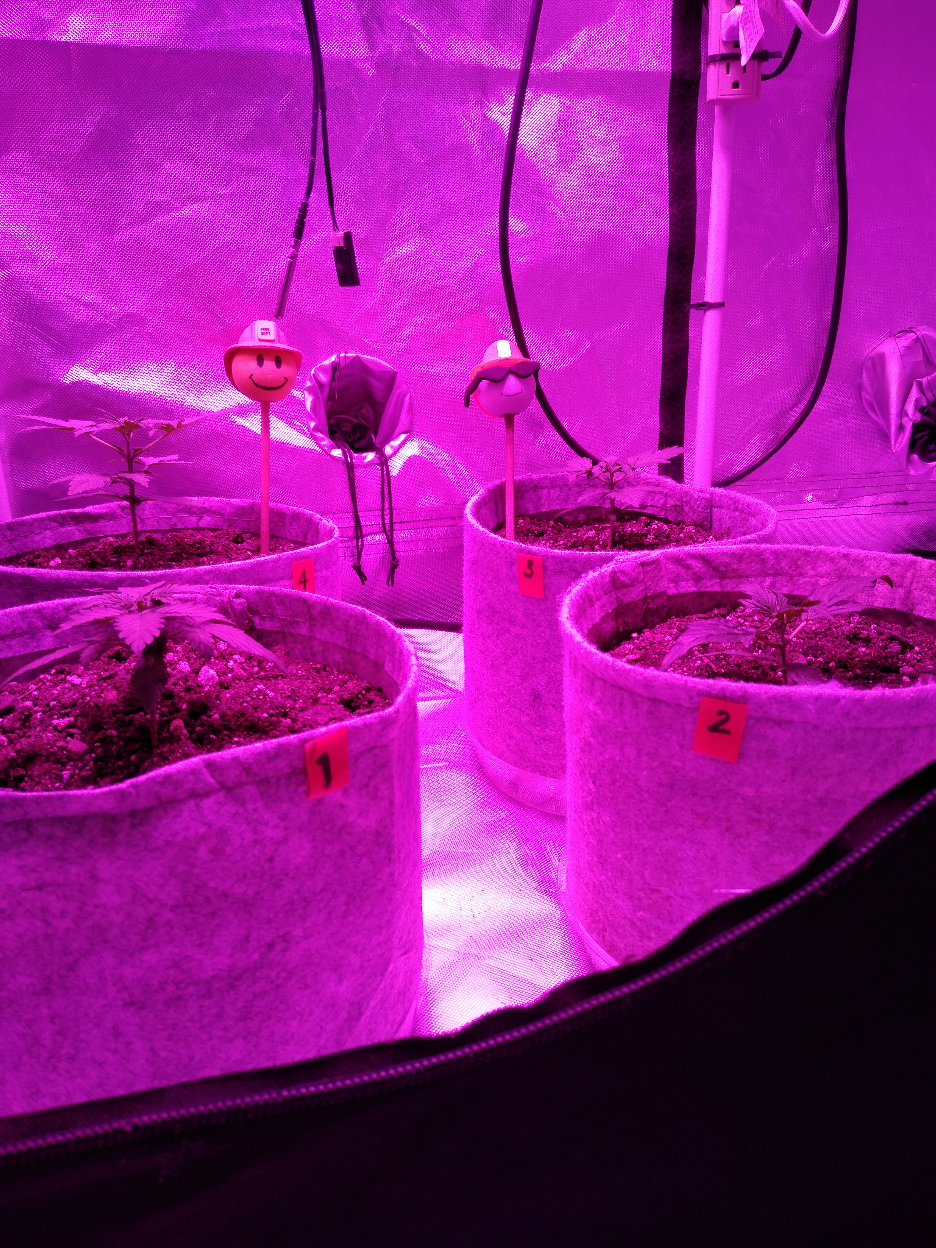 W3, V2, D16 White Widow auto organic/soil