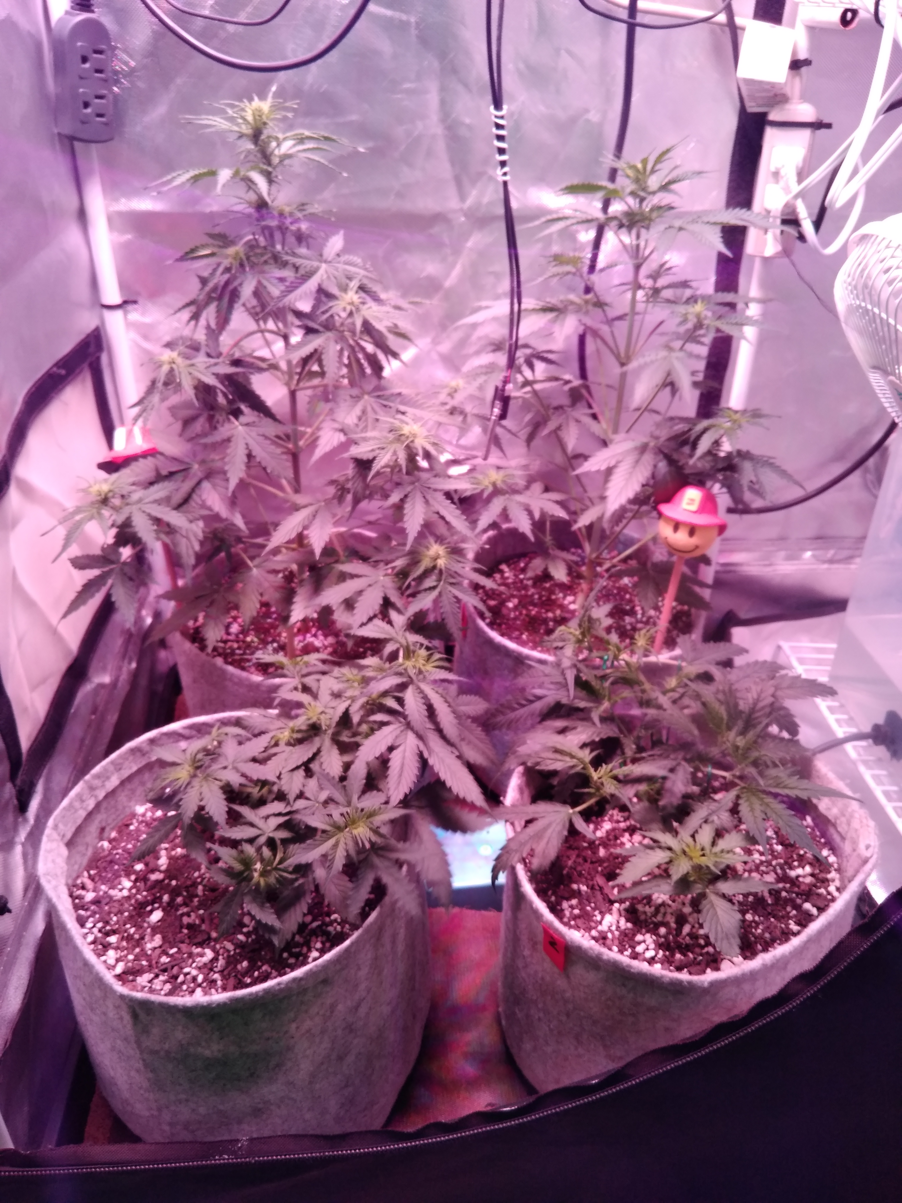 W5, D34, EB1, White Widow