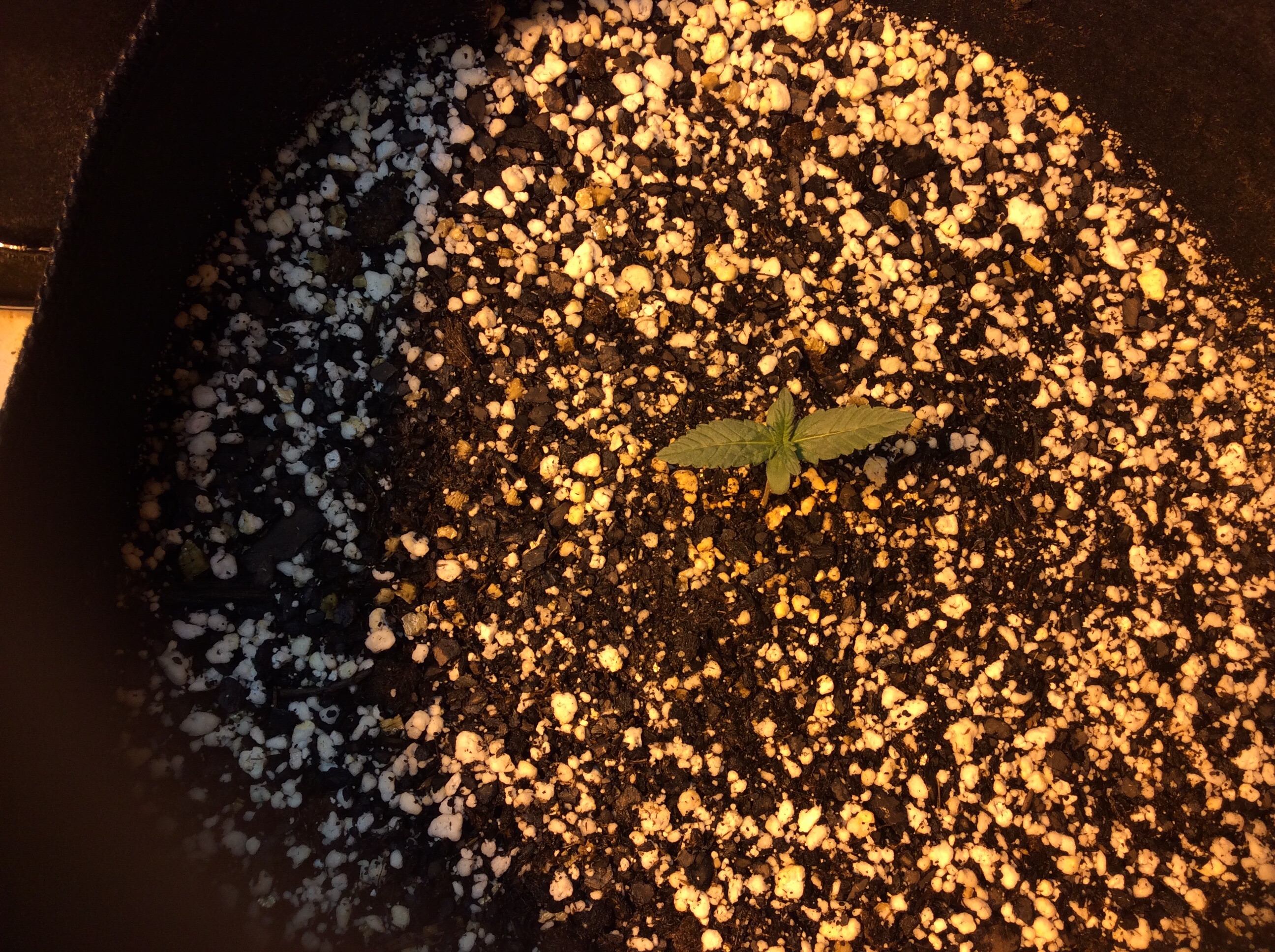 Week one/ plant four