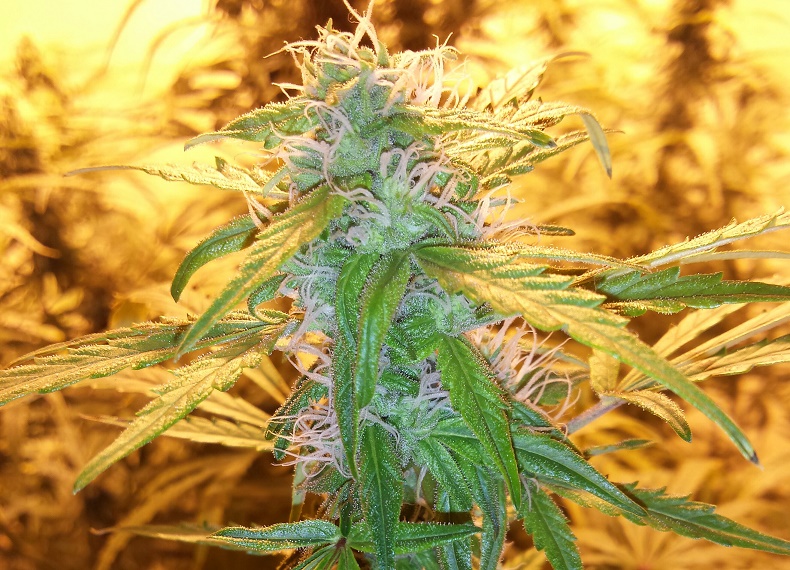 White & Bubbly Bud / Plant Porn