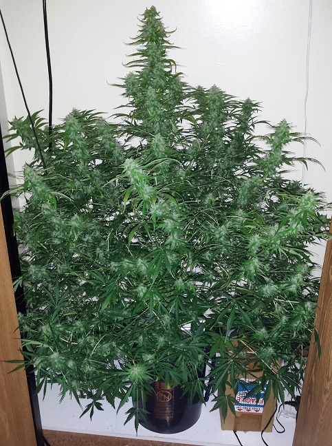 White & Bubbly Bud / Plant Porn