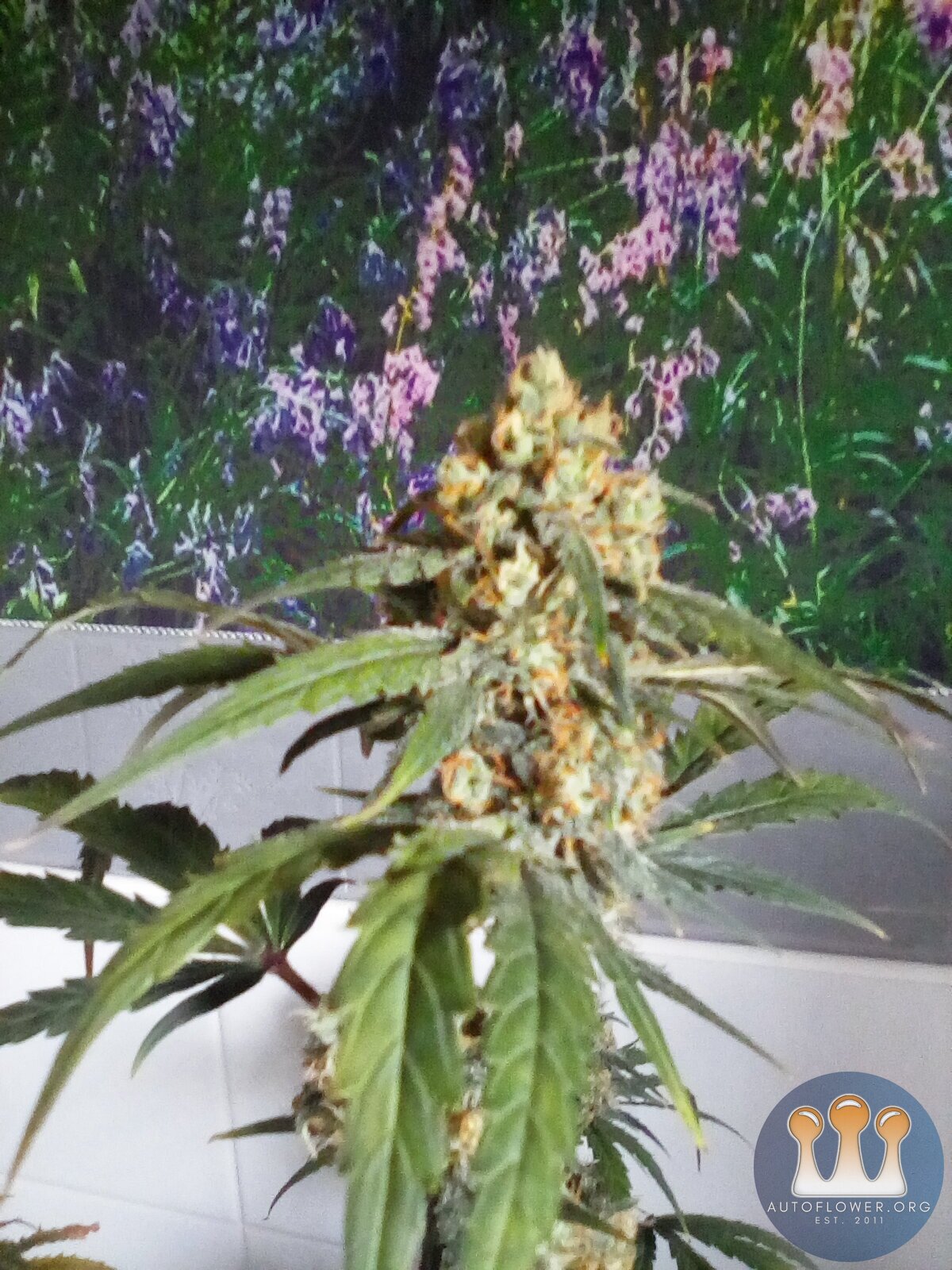 White widow x cheese x chronic 51days