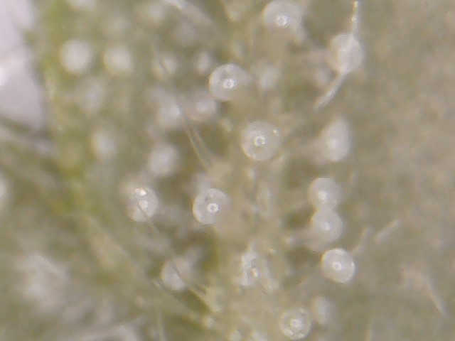 WIN_20170121_08_16_23_Pro