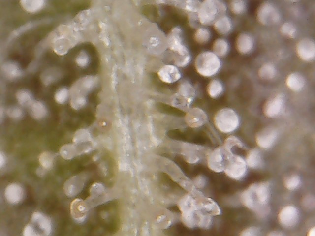 WIN_20170209_06_44_25_Pro