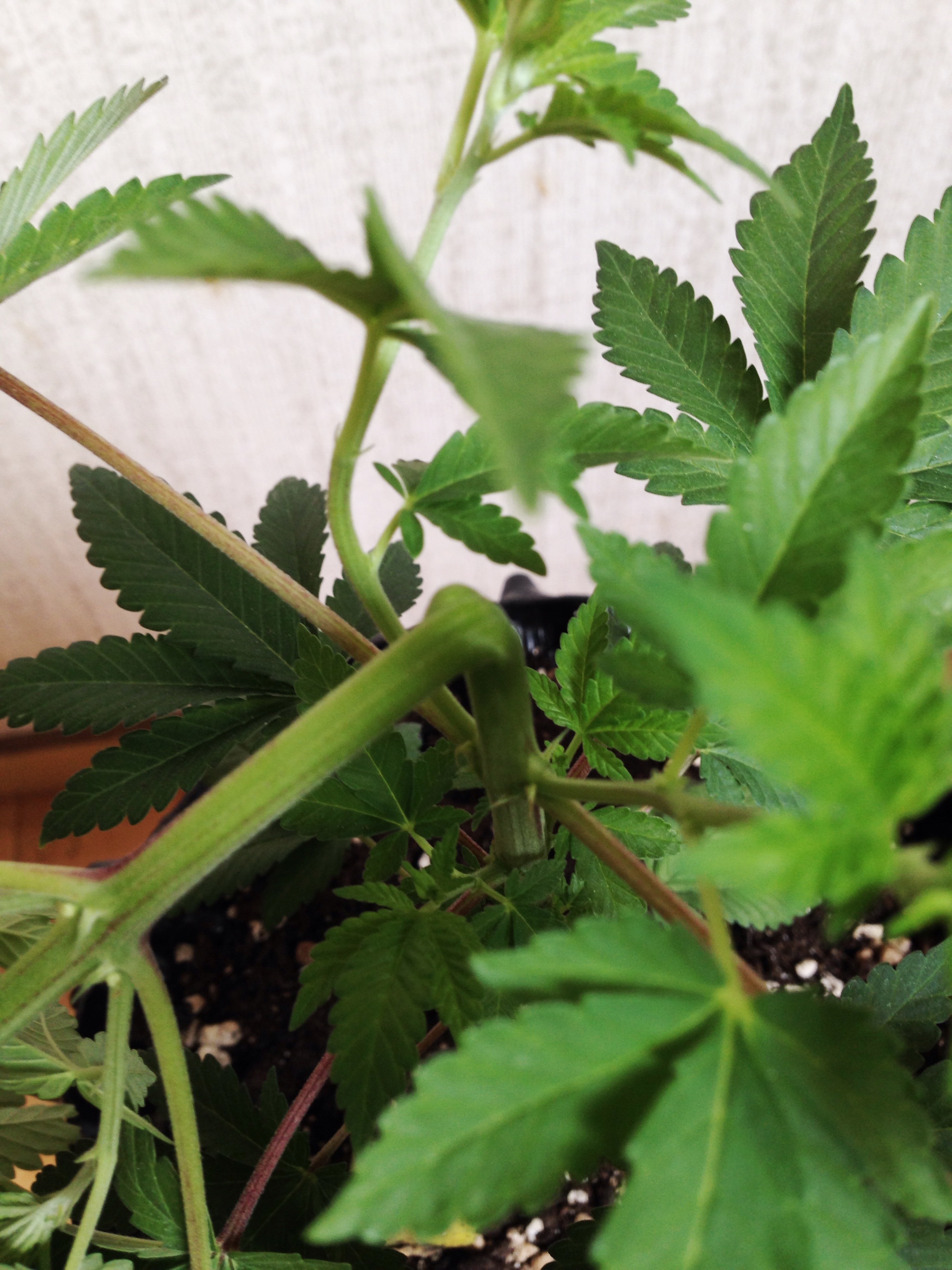 WW #2 - p2 - Supercropped