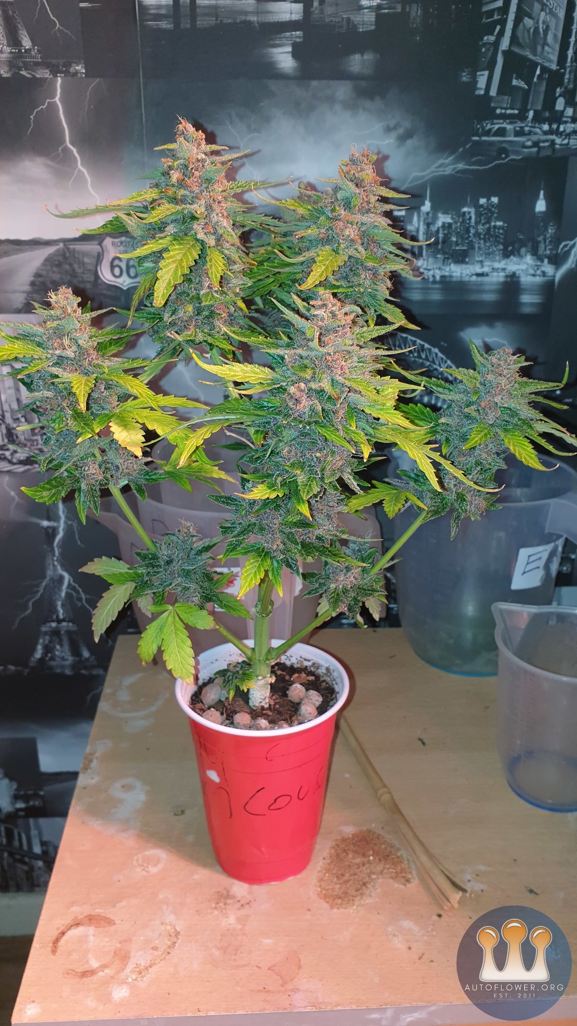 zamnesiapurple couscush solo.jpg