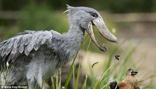 Mark Kay/Solent Shoebill White stork bird beak fauna stork ciconiiformes Mark Kay/Solent Shoebill White stork bird beak fauna stork ciconiiformes