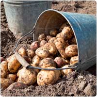 newpotatoes.jpg